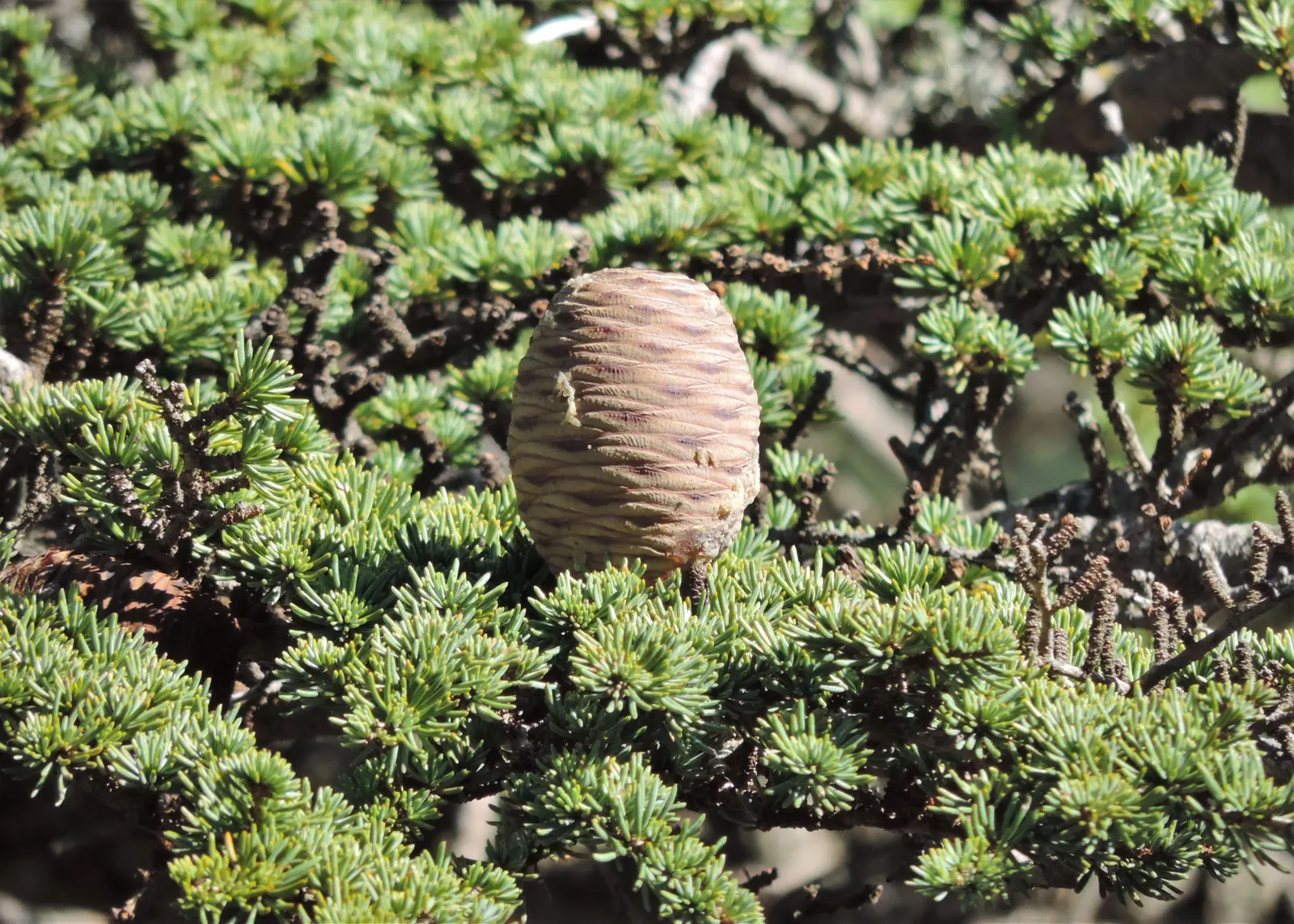 Cedar Of Lebanon (Cedrus Libani) — tolerating temperatures down to approximately 20&deg;F (-6&deg;C); occasional droughts are endured once established, but