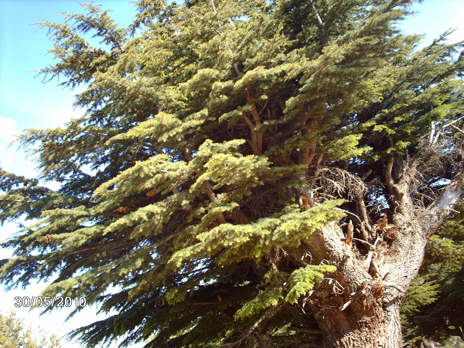 Cedar Of Lebanon (Cedrus Libani) — and measure approximately 1 to 2 inches in length; this stately tree reaches heights up to 130 feet with a spread of 50 feet