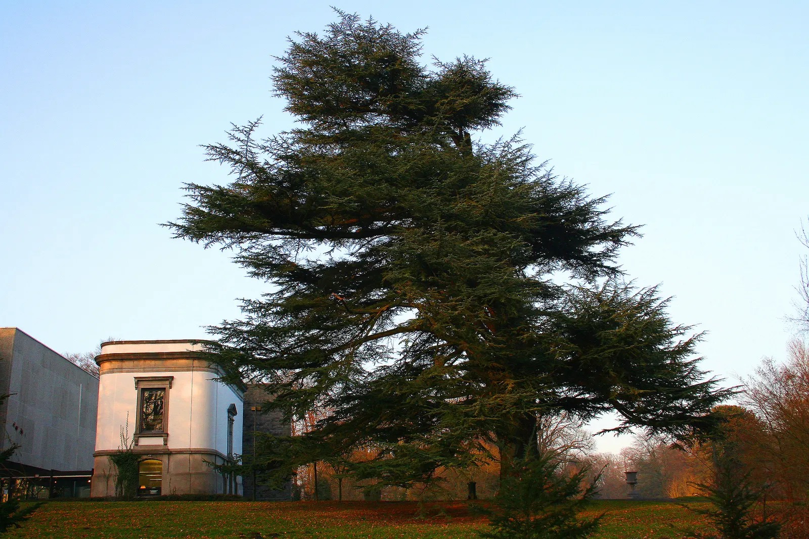 Cedar Of Lebanon (Cedrus Libani) — The needles of Cedrus libani are a striking dark green