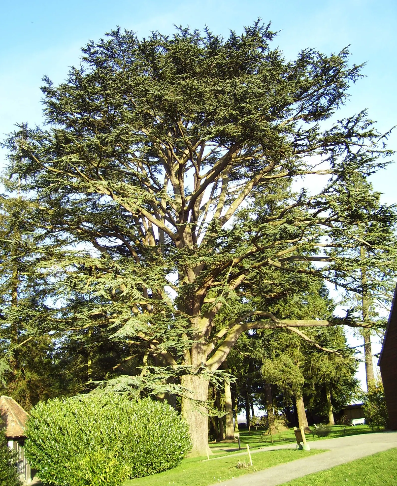 Cedar Of Lebanon (Cedrus Libani) — <br><br>This tree's monumental stature is matched by its considerable growth potential