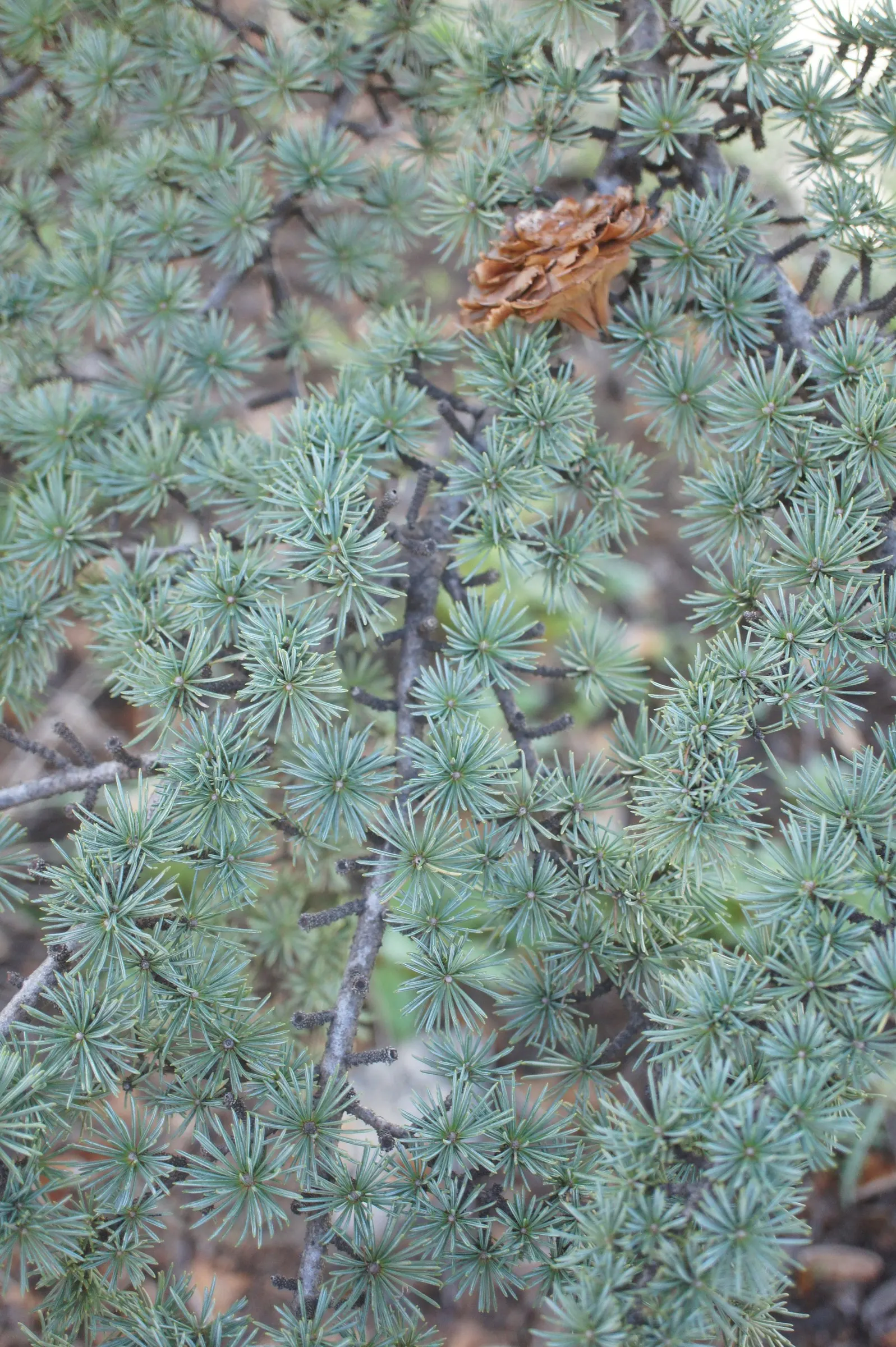 Cedar Of Lebanon (Cedrus Libani) — An ideal focal point for large landscape designs