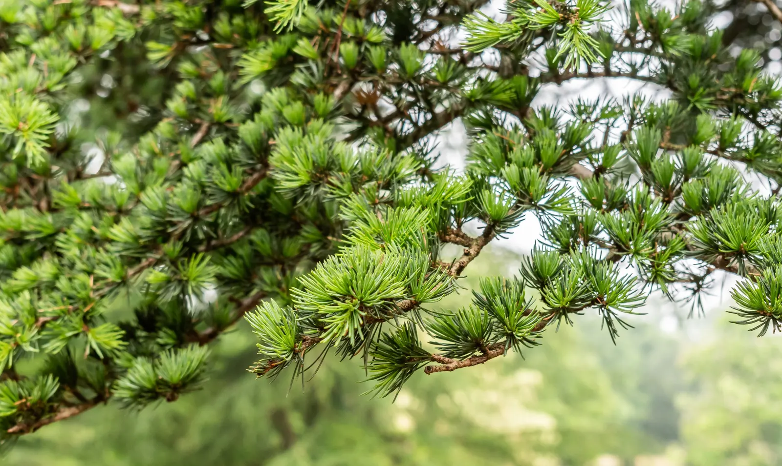 Cedar Of Lebanon (Cedrus Libani) — and measure approximately 1 to 2 inches in length
