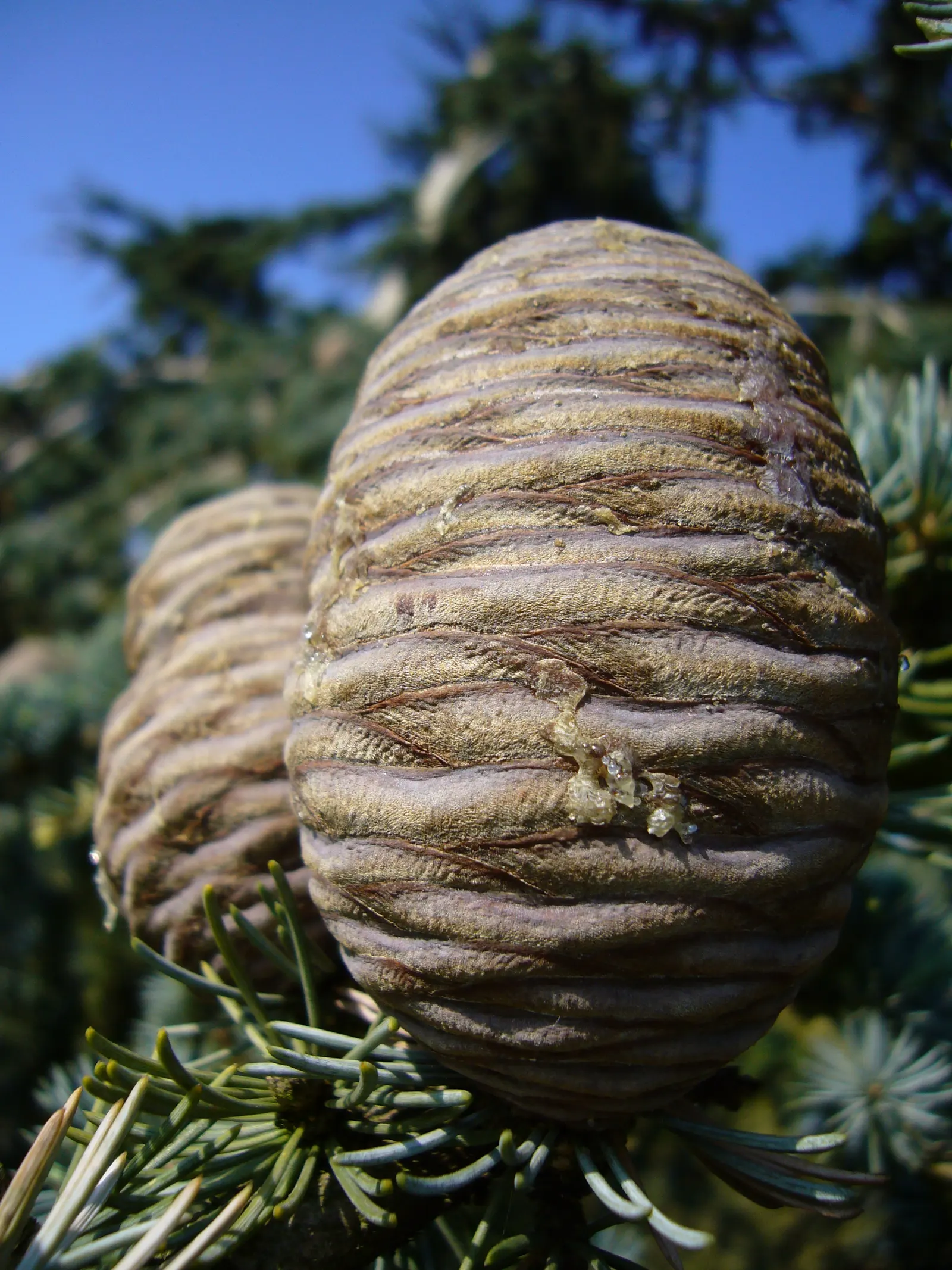 Cedar Of Lebanon (Cedrus Libani) — arranged in dense clusters on short spur branches