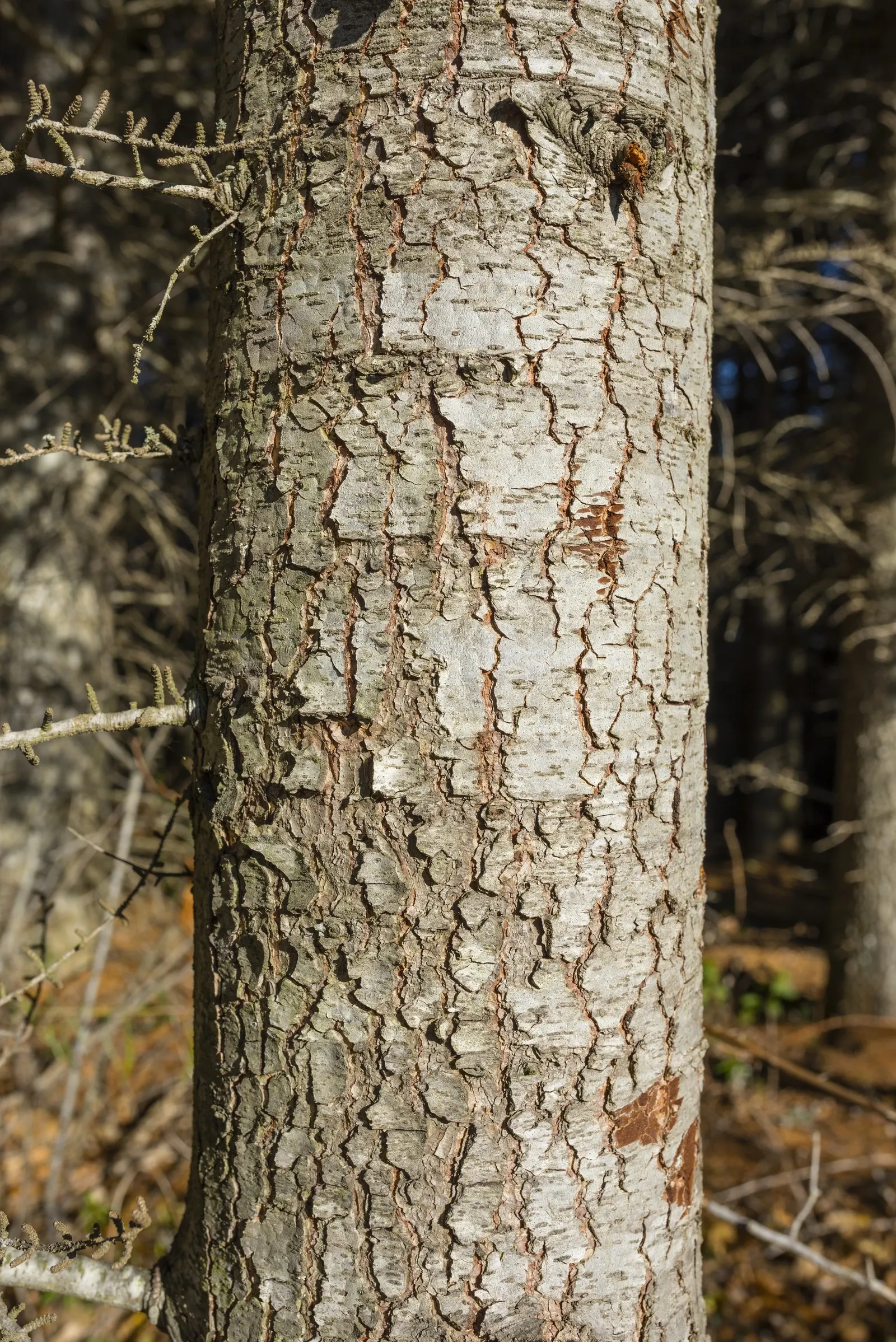 Cedar Of Lebanon (Cedrus Libani) — <br><br>This tree's monumental stature is matched by its considerable growth potential; botanically known as Cedrus libani