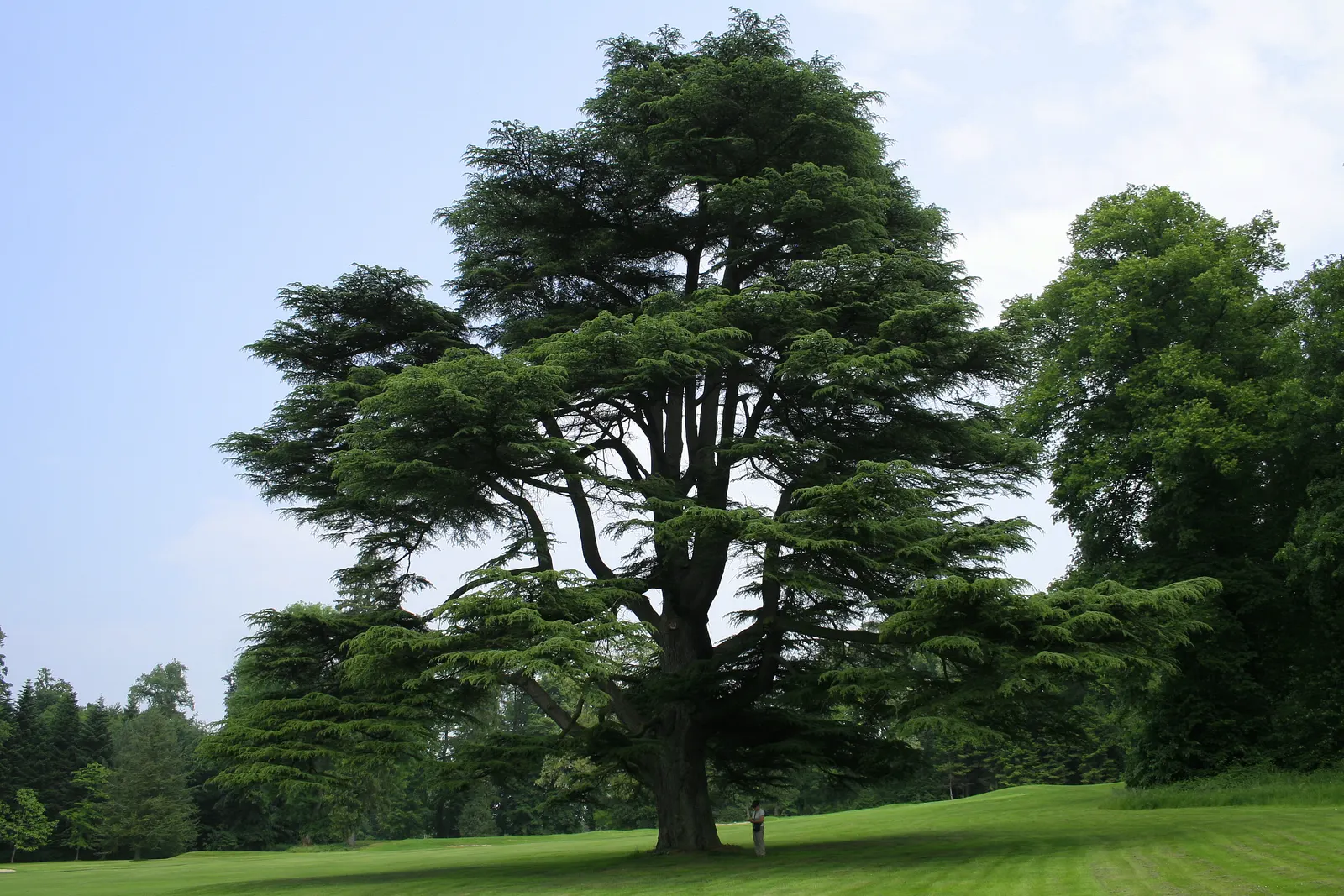 Cedar Of Lebanon (Cedrus Libani) — spreading crown when mature