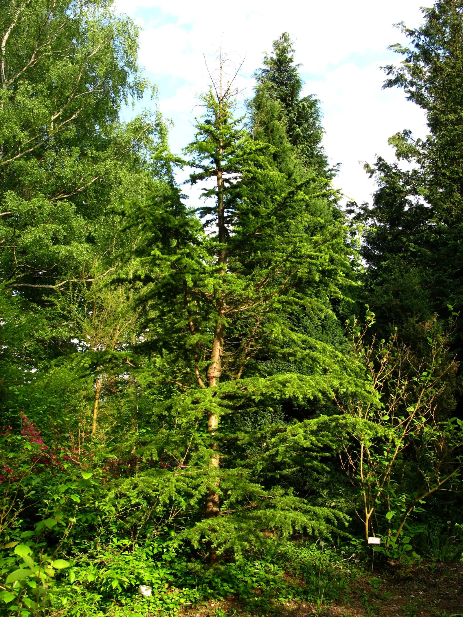 Cedar Of Lebanon (Cedrus Libani) — typically reaching widths of 30 to 50 feet