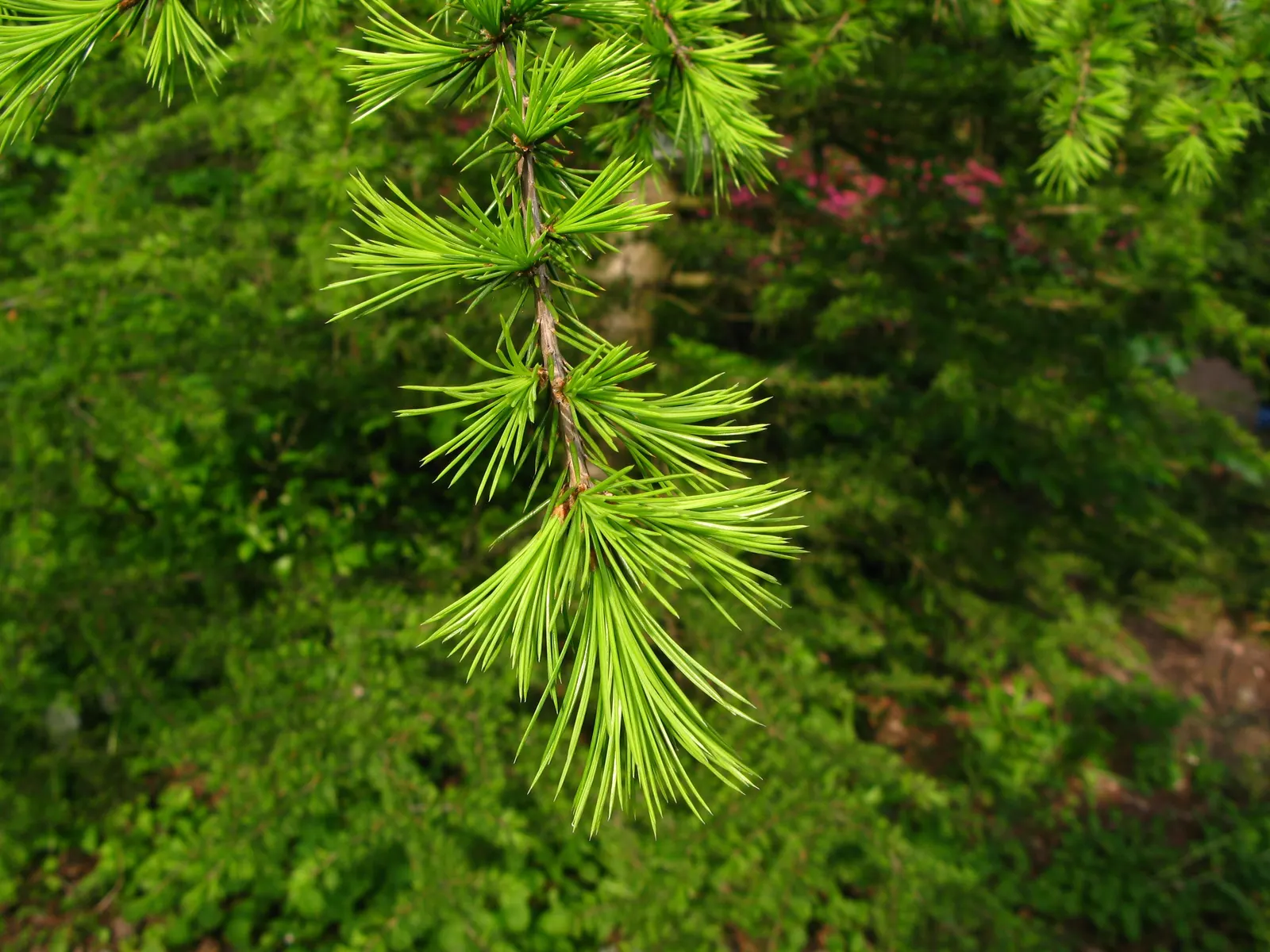 Cedar Of Lebanon (Cedrus Libani) — it serves as a magnificent focal point in large landscapes