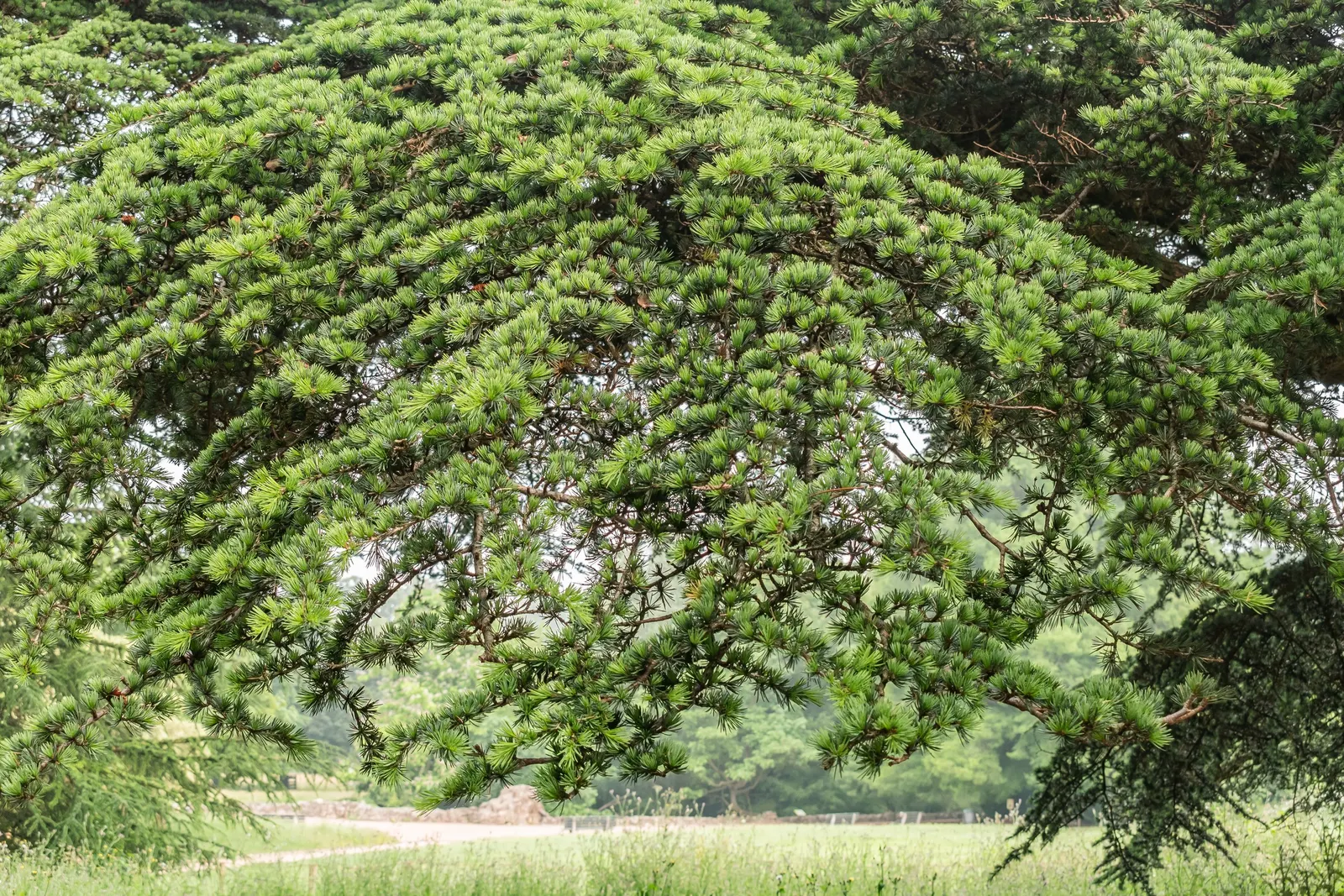 Cedar Of Lebanon (Cedrus Libani) — tolerating temperatures down to approximately 20&deg;F (-6&deg;C)