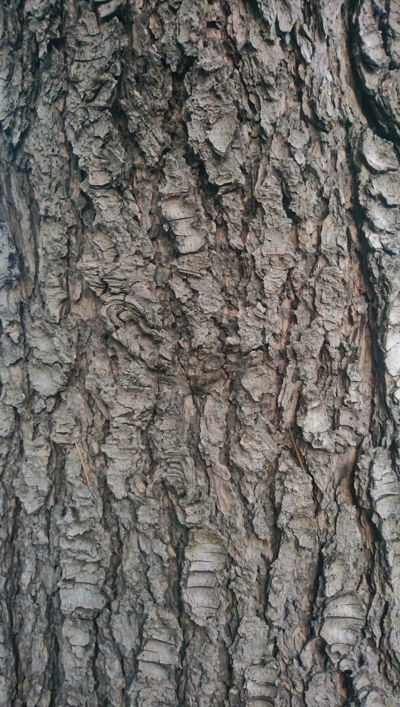 Cedar Of Lebanon (Cedrus Libani) — In youth, it exhibits a conical shape but develops a distinctive flat-topped appearance with age