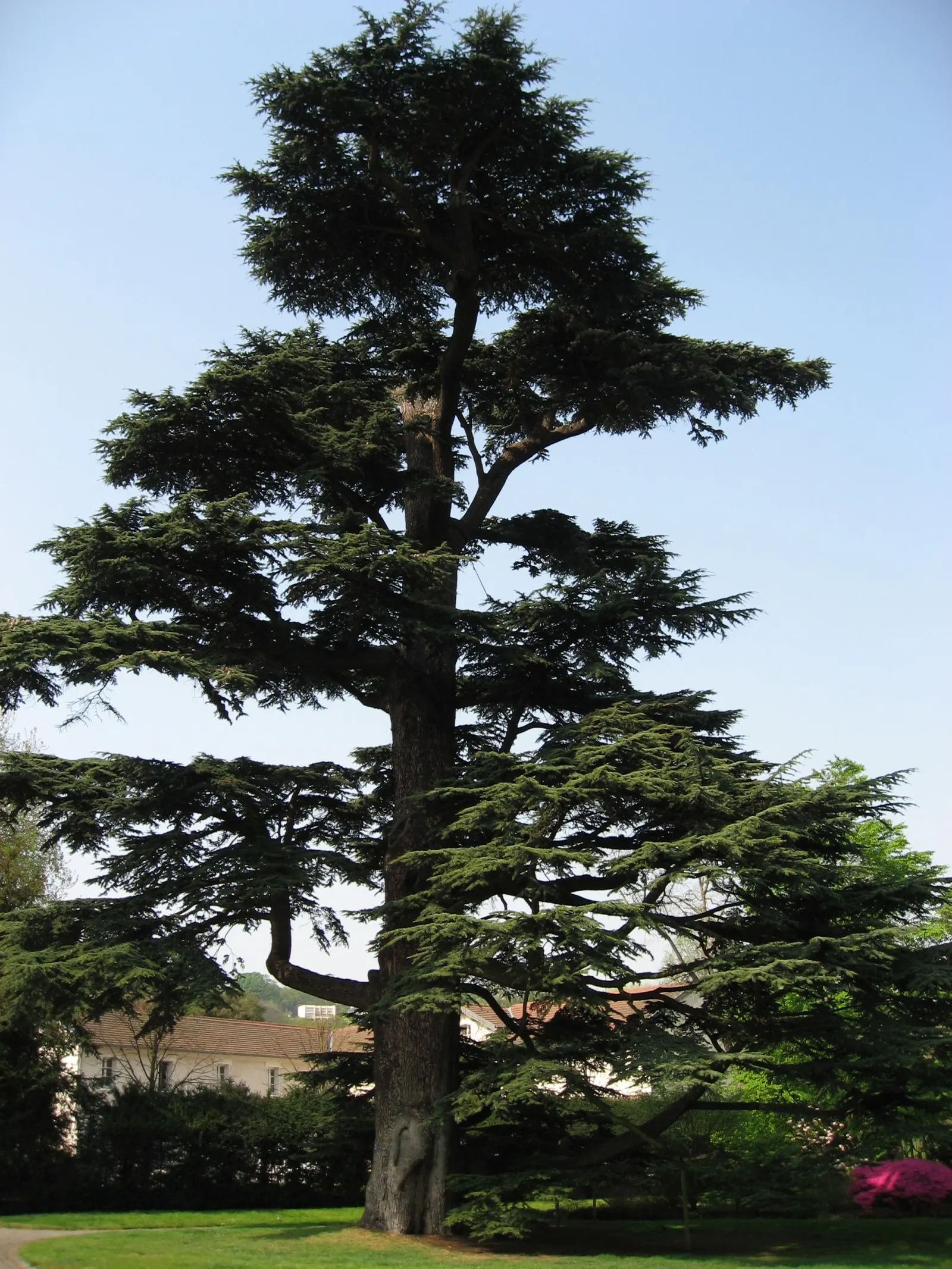 Cedar Of Lebanon (Cedrus Libani) — botanically known as Cedrus libani