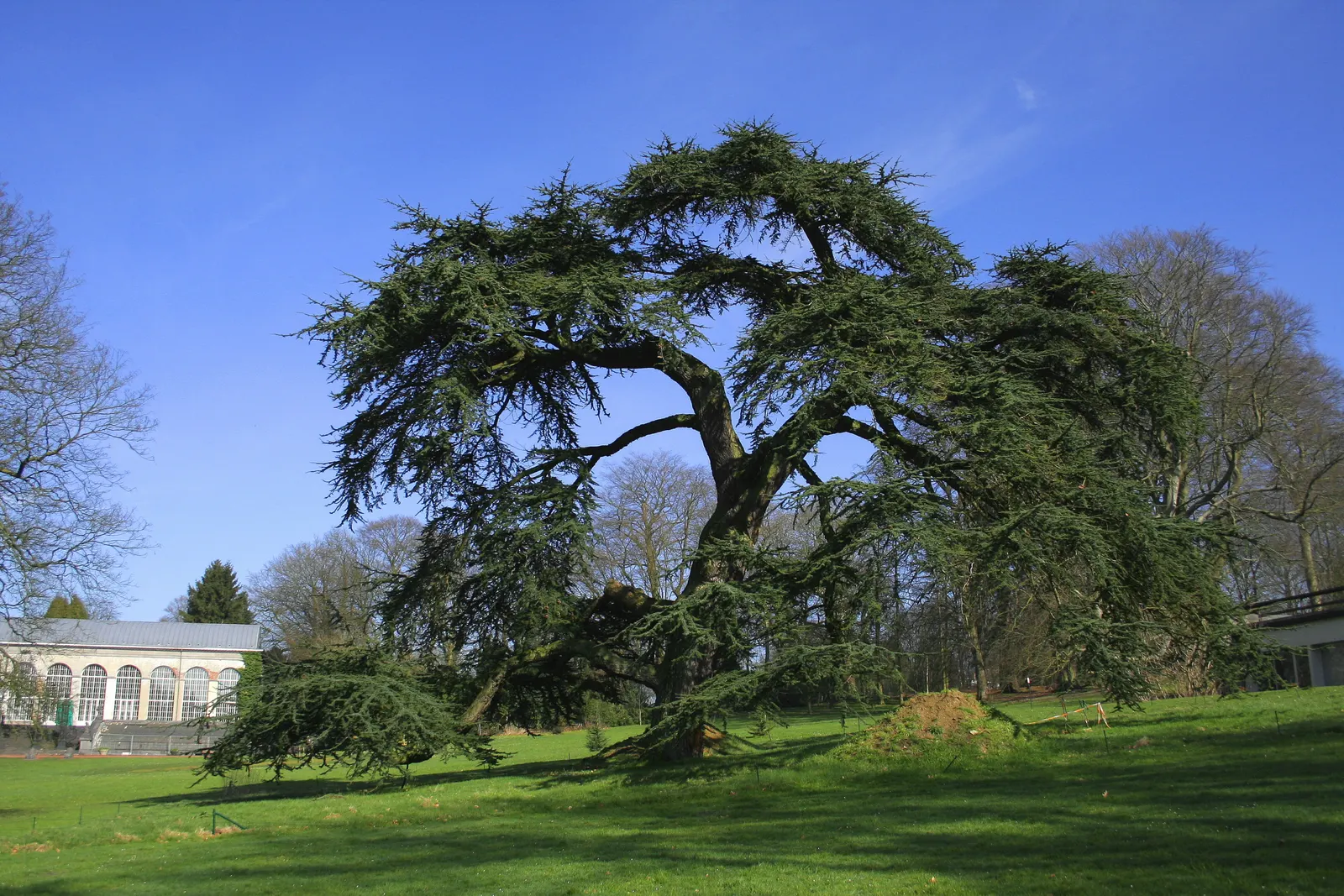 Cedar Of Lebanon (Cedrus Libani) — is an evergreen conifer highly prized for its majestic form and historical significance