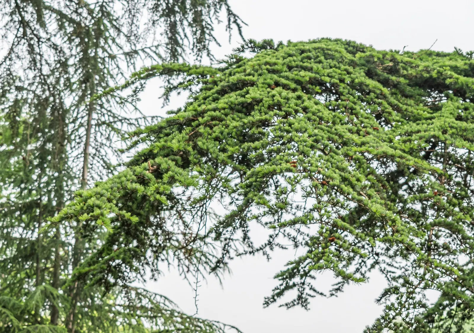 Cedar Of Lebanon (Cedrus Libani) — capable of attaining heights exceeding 70 to 100 feet in a residential landscape