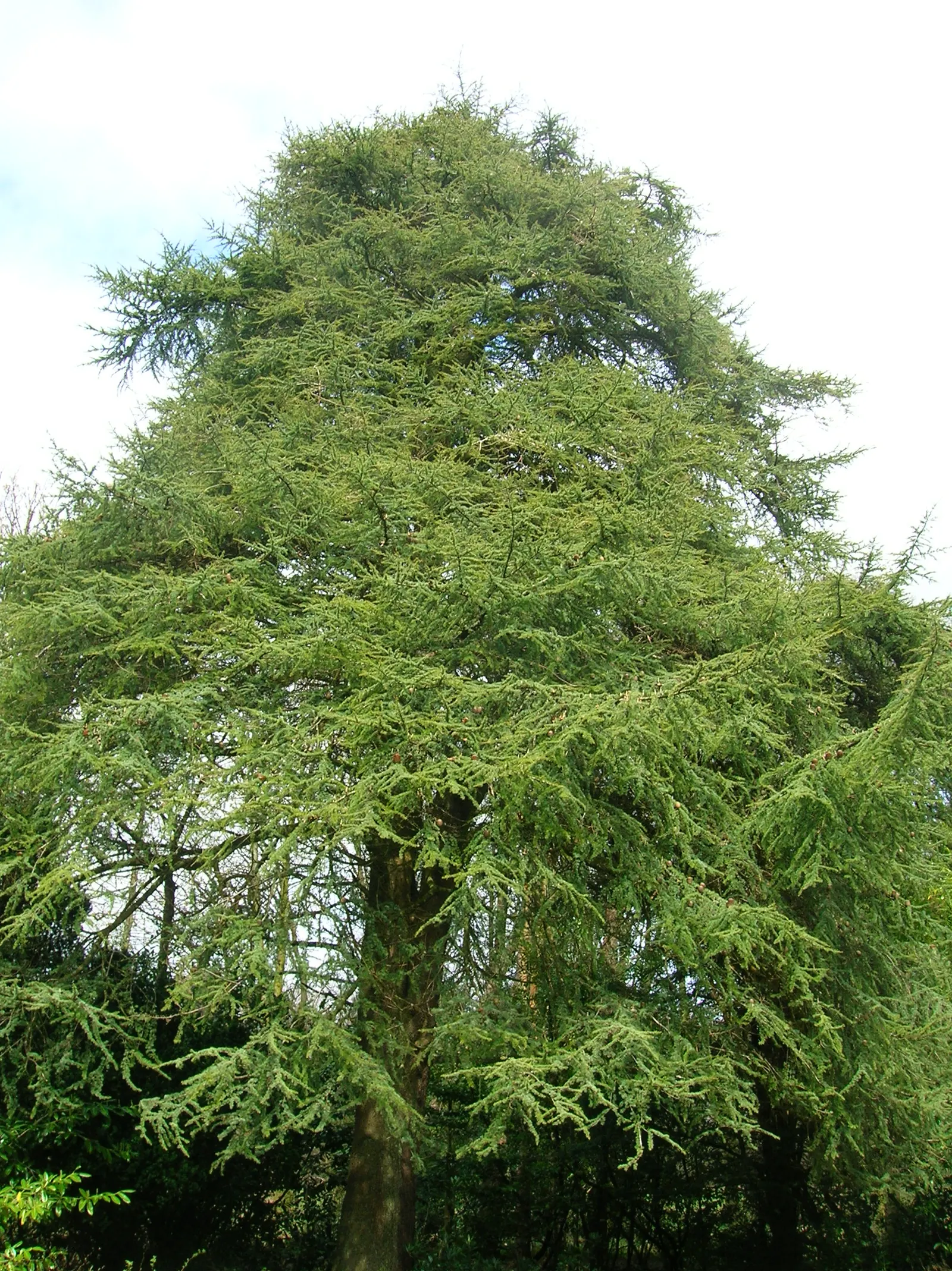 Cedar Of Lebanon (Cedrus Libani) — demanding ample space to flourish