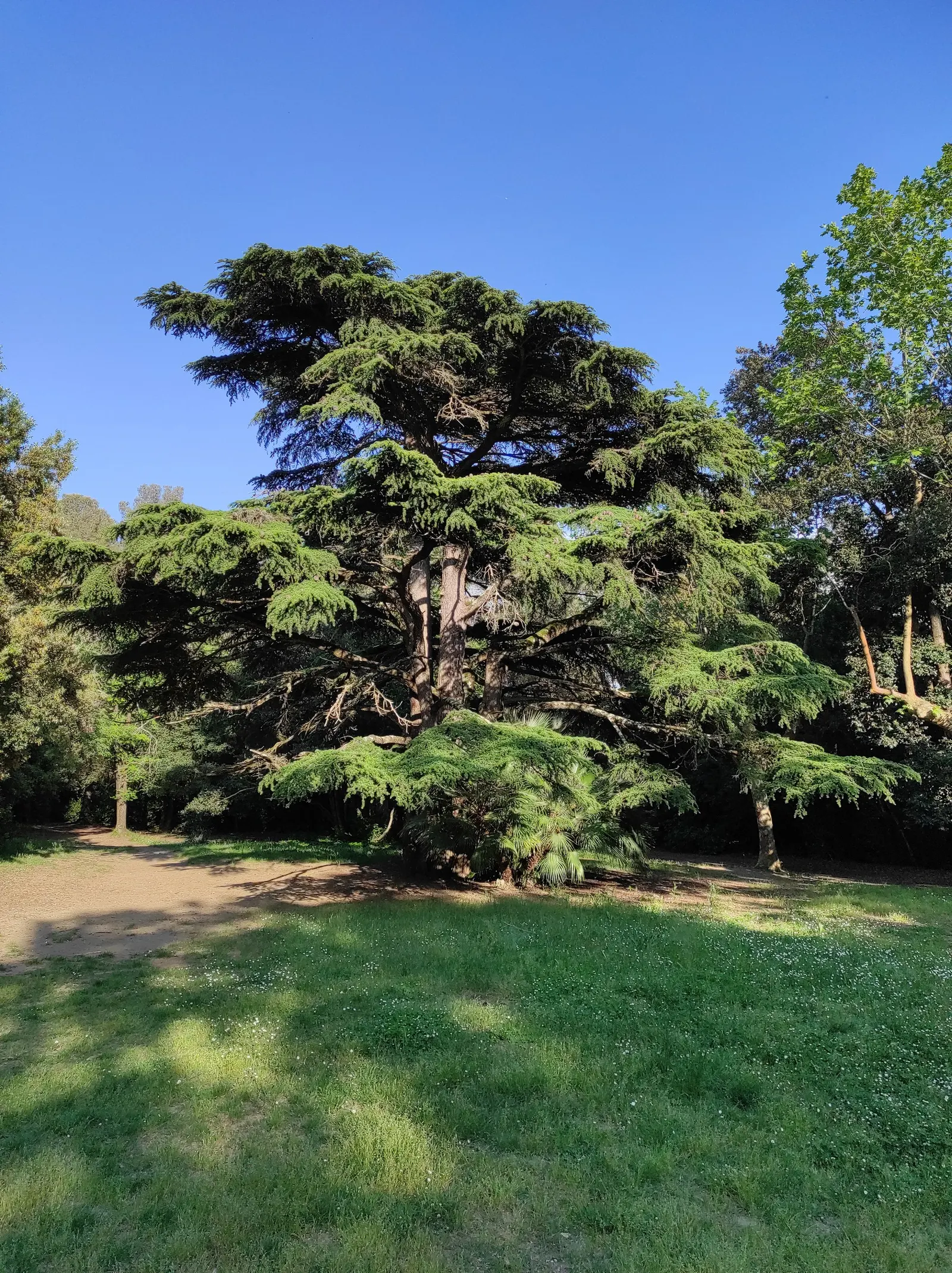 Cedar Of Lebanon (Cedrus Libani) — The needles of Cedrus libani are a striking dark green; an ideal focal point for large landscape designs