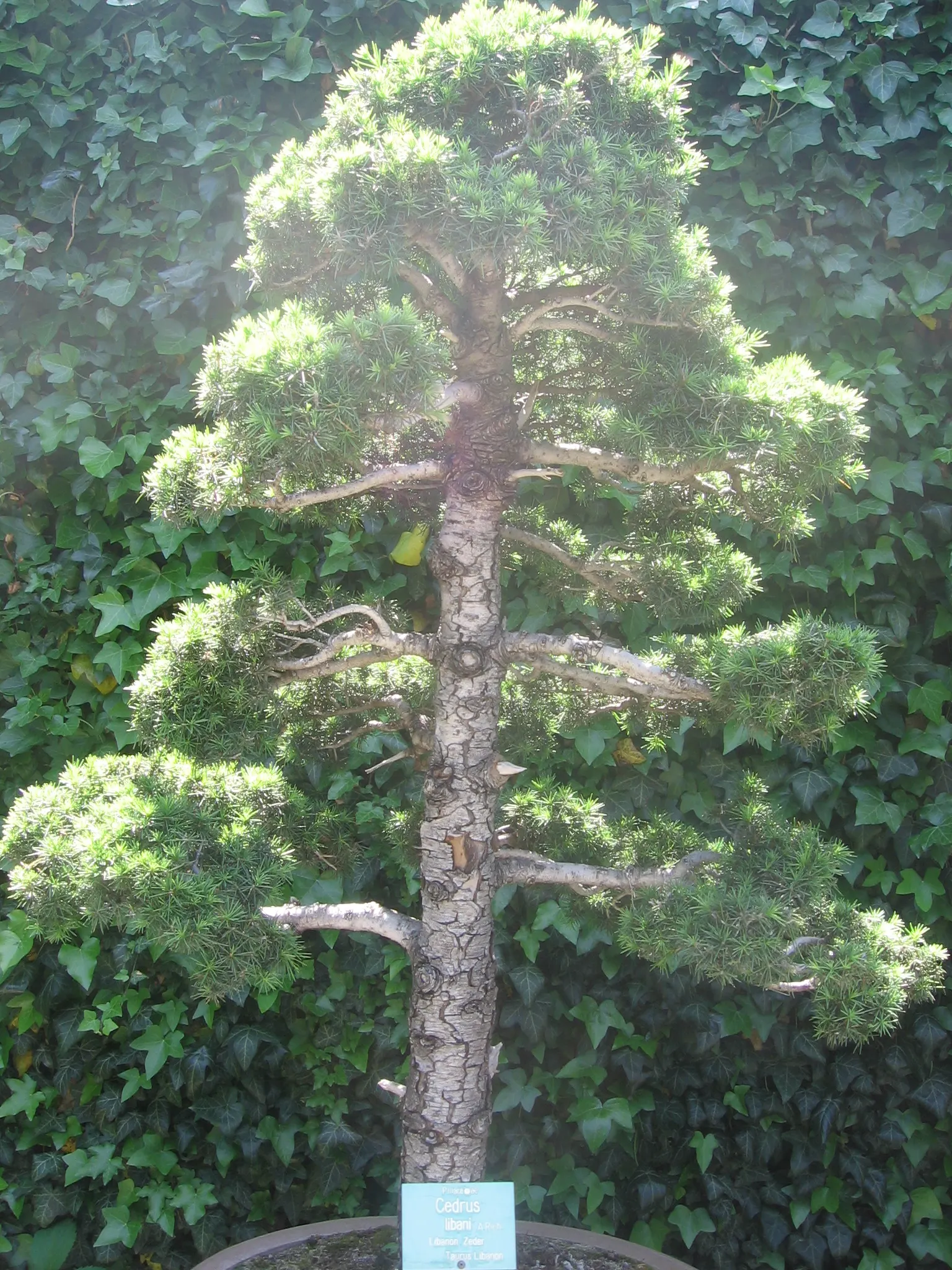 Cedar Of Lebanon (Cedrus Libani) — arranged in dense clusters on short spur branches; and measure approximately 1 to 2 inches in length