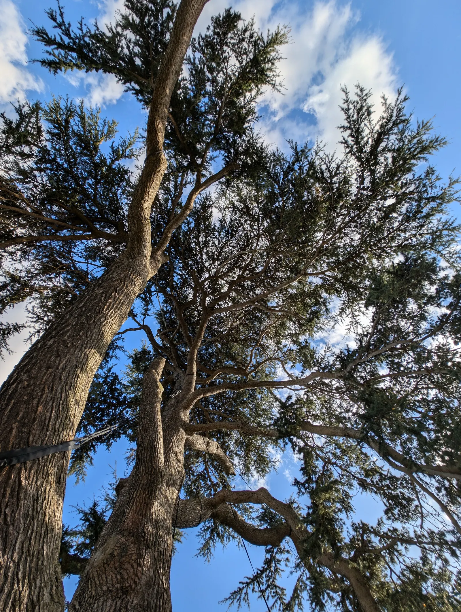 Cedar Of Lebanon (Cedrus Libani) — Durable and drought-resistant