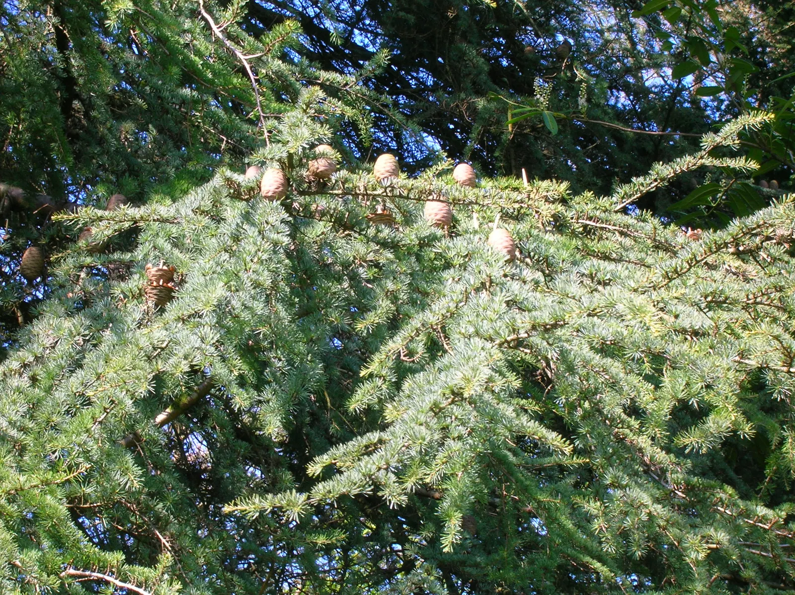 Cedar Of Lebanon (Cedrus Libani) — it thrives in full sun and well-drained soils