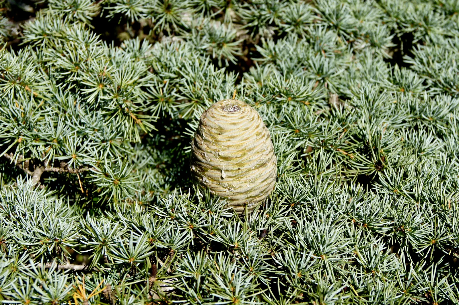 Cedar Of Lebanon (Cedrus Libani) — This stately tree reaches heights up to 130 feet with a spread of 50 feet