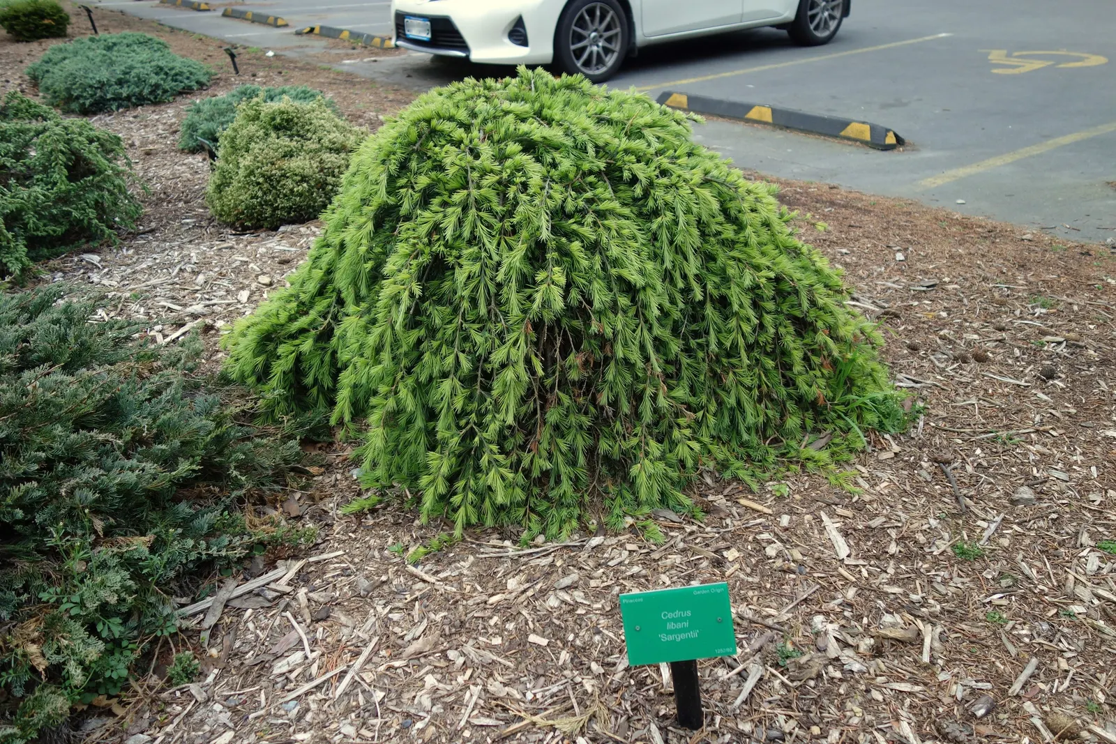 Cedar Of Lebanon (Cedrus Libani) — offering dense clusters of dark-green needles