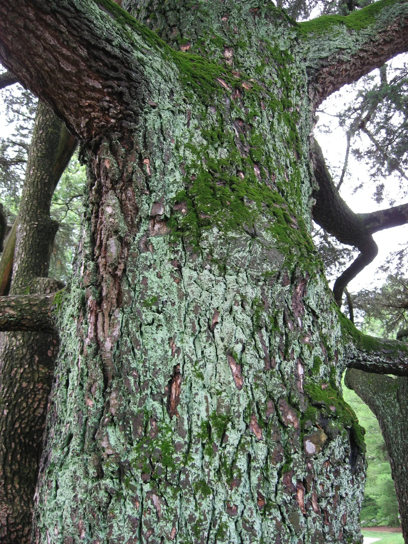 Cedar Of Lebanon (Cedrus Libani) — Prized for its ornamental and historical significance