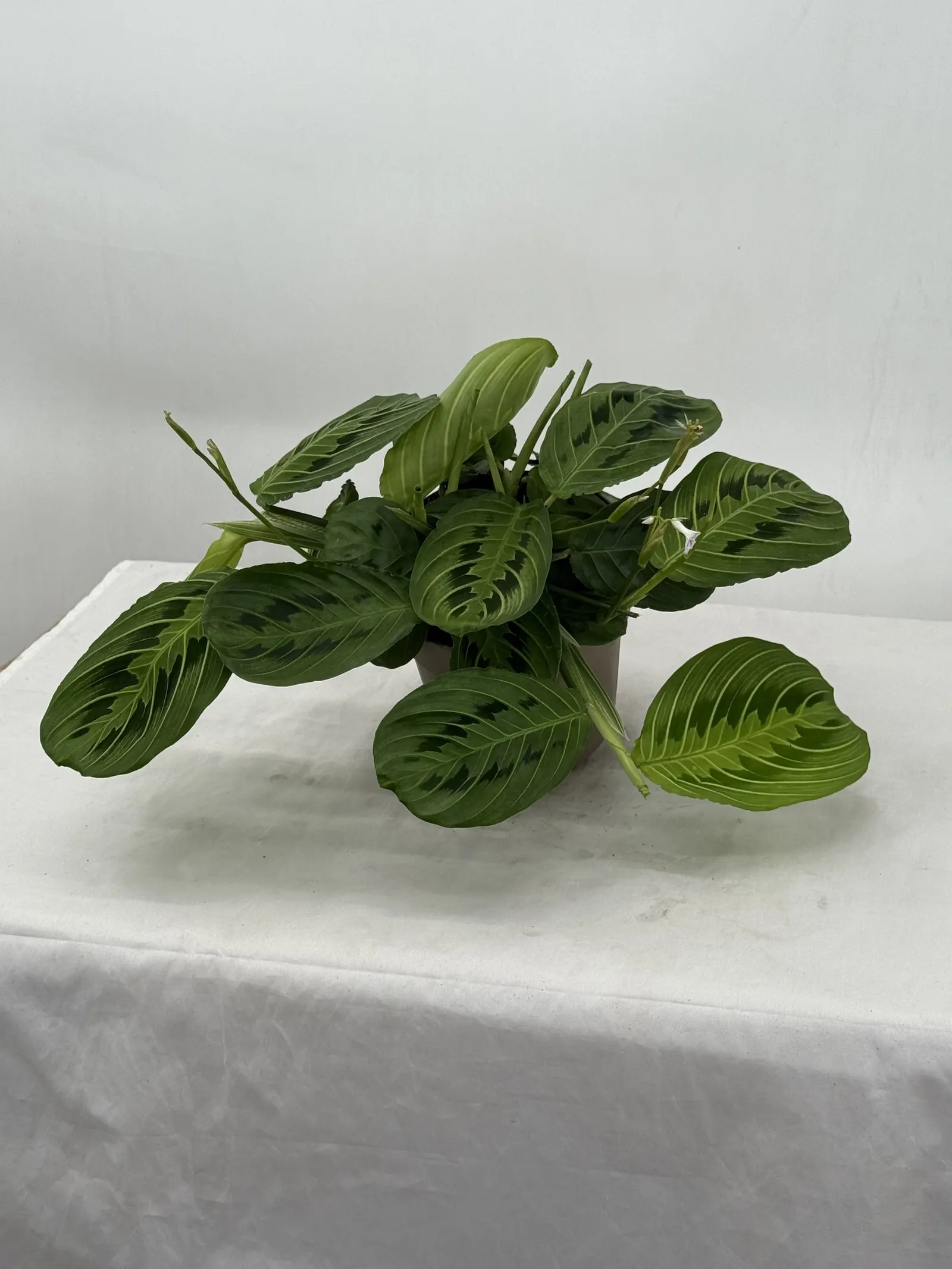Lemon Lime™ Prayer Plant (Maranta hybrid) — Proven Winners - Siesta® Lemon Lime™ - Prayer Plant - Maranta hybrid plant details, information and resources