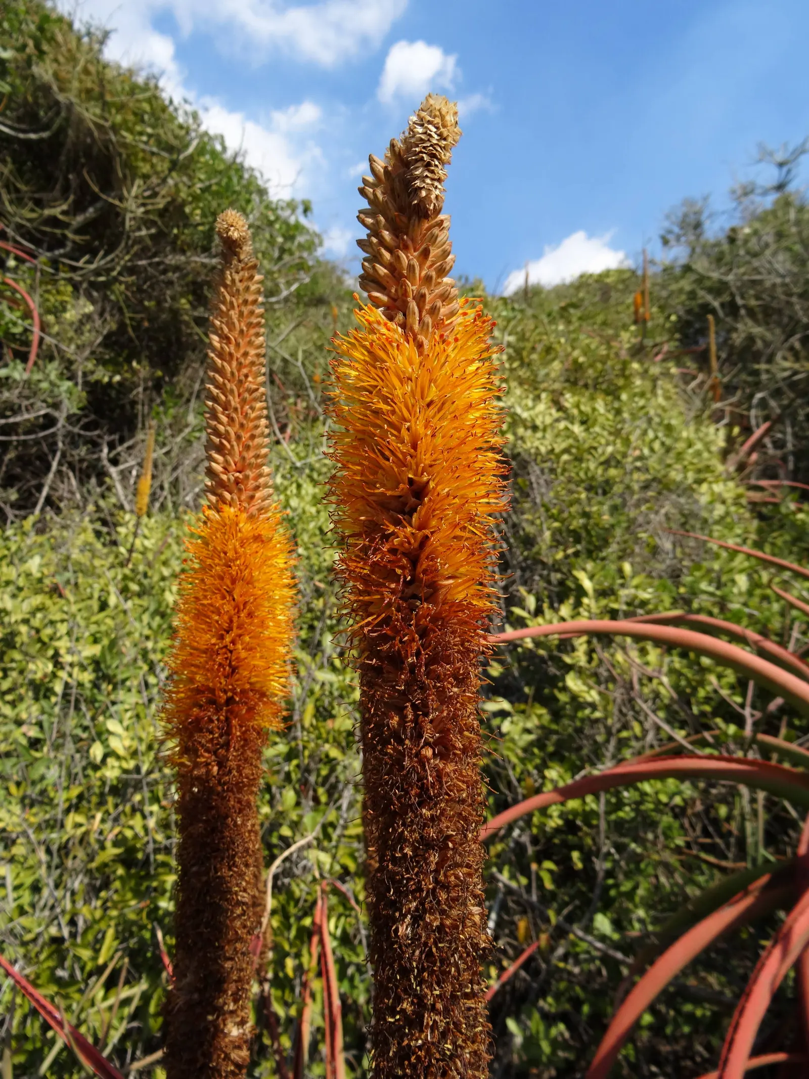 Bottle-Brush Aloe (Aloe Spicata) — This drought-tolerant plant exhibits blue-green leaves with reddish-brown teeth; it works exceptionally well as a focal point