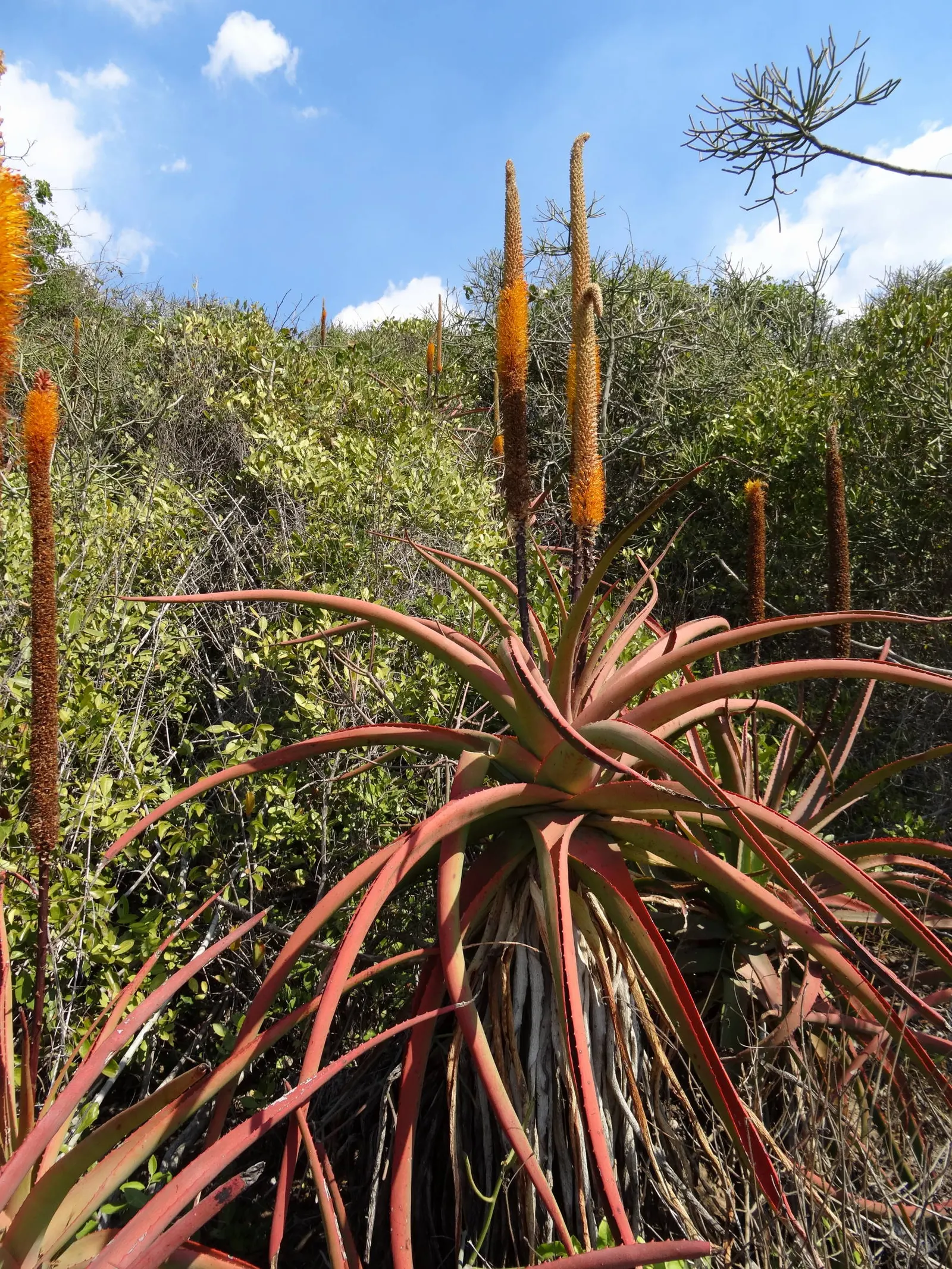 Bottle-Brush Aloe (Aloe Spicata) — reaching up to 2 feet in length and 4 to 5 inches wide; it thrives in full sun and well-draining soil