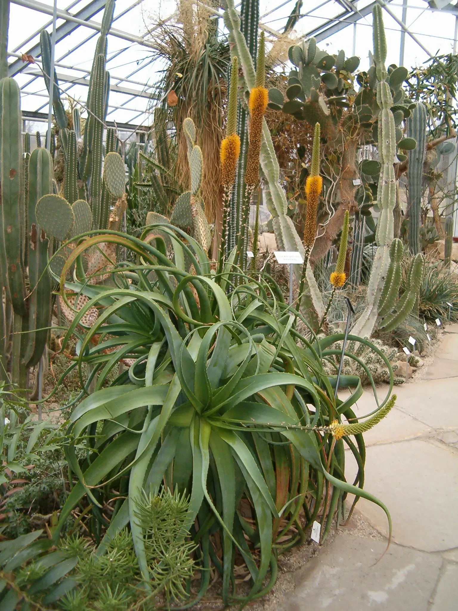 Bottle-Brush Aloe (Aloe Spicata) — it thrives in full sun and well-draining soil; this distinctive plant features a unique floral display and drought-tolerant