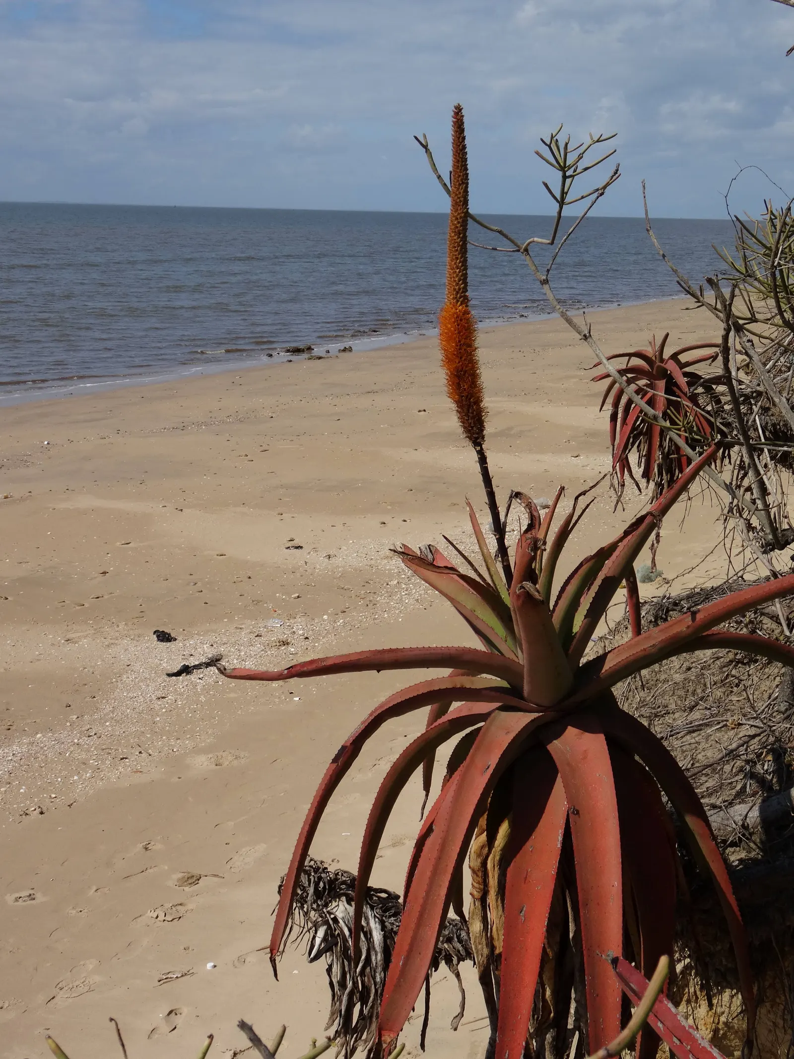 Bottle-Brush Aloe (Aloe Spicata) — is an attractive and resilient succulent that brings an exotic flair to any landscape design