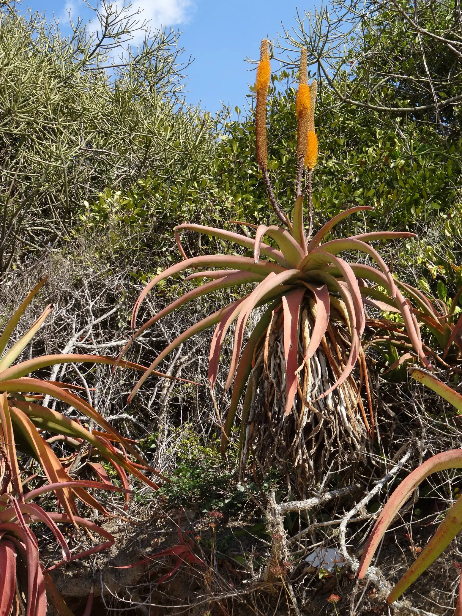 Bottle-Brush Aloe (Aloe Spicata) — it thrives in full sun and well-draining soil
