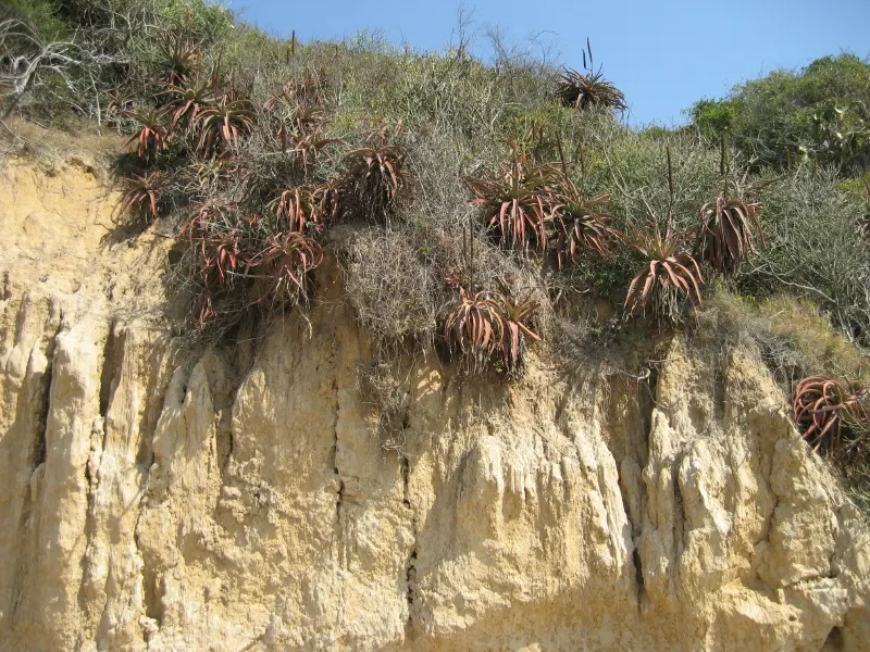 Bottle-Brush Aloe (Aloe Spicata) — orange flowers in the garden