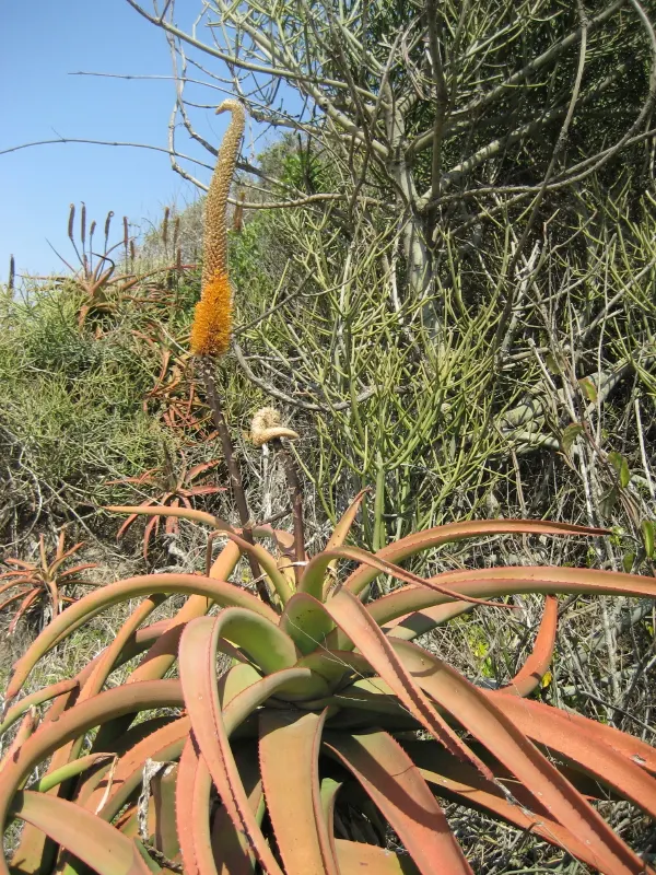 Bottle-Brush Aloe (Aloe Spicata) — is a succulent boasting a tall; forming rosettes up to 12 inches in diameter