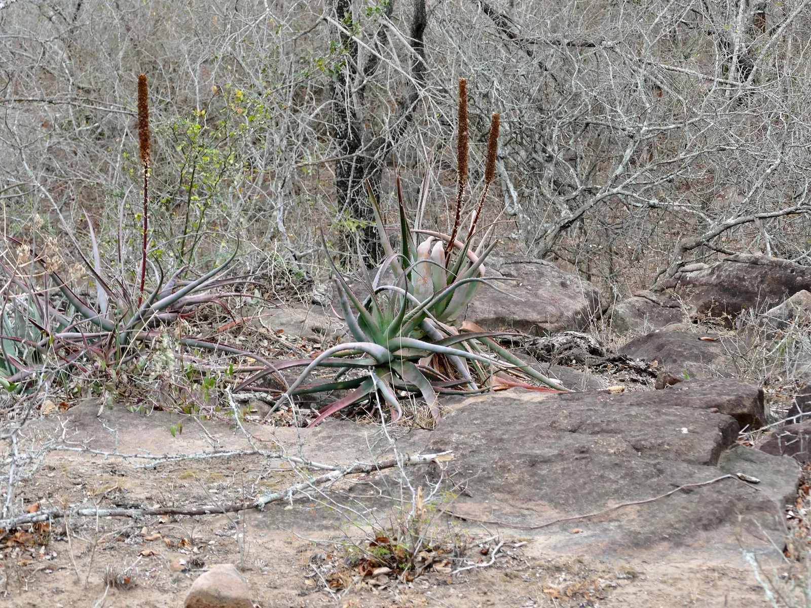 Bottle-Brush Aloe (Aloe Spicata) — this species of aloe produces a spectacular bloom