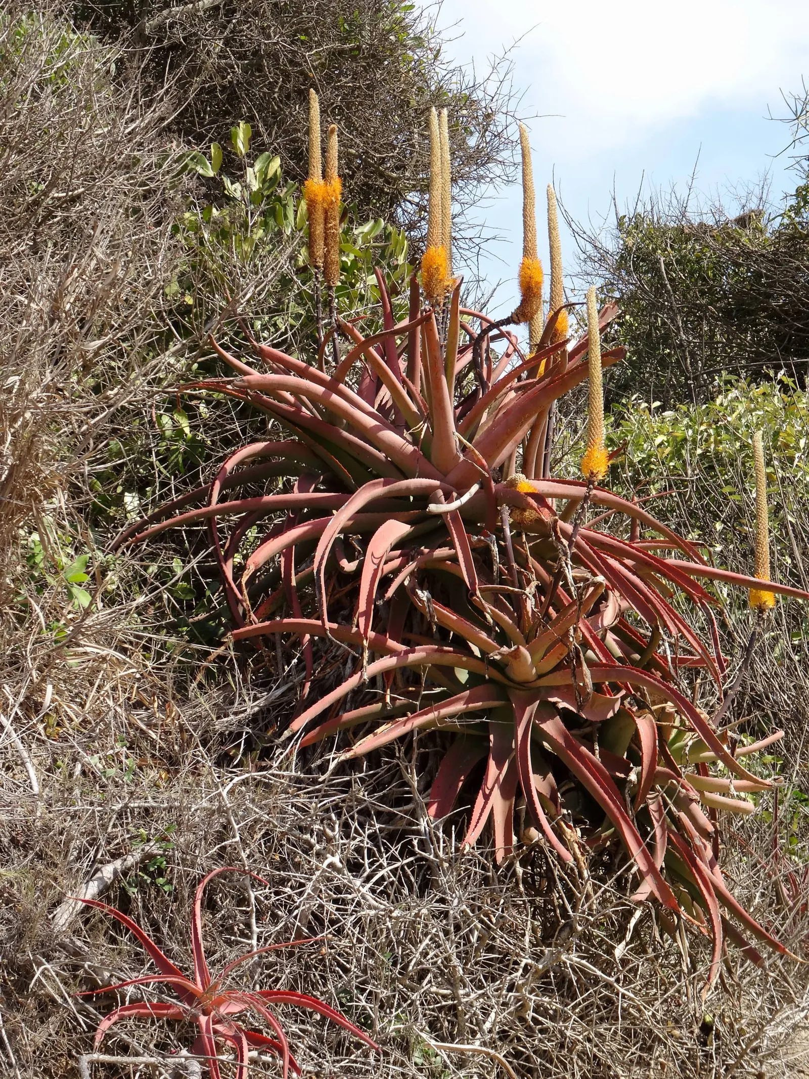 Bottle-Brush Aloe (Aloe Spicata) — Native to Southern Africa; is an attractive and resilient succulent that brings an exotic flair to any landscape design