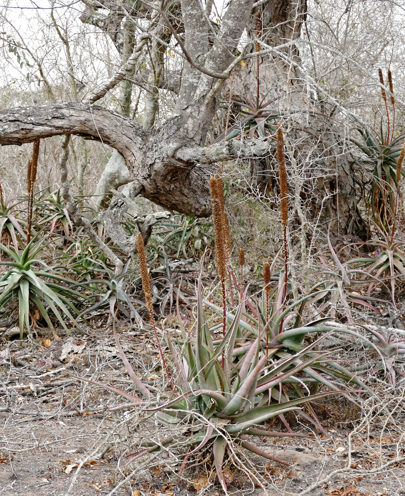 Bottle-Brush Aloe (Aloe Spicata) — massed in succulent gardens