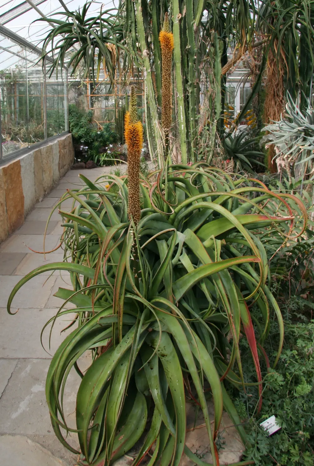 Bottle-Brush Aloe (Aloe Spicata) — ensuring a low-maintenance yet visually stunning addition to any arid garden landscape