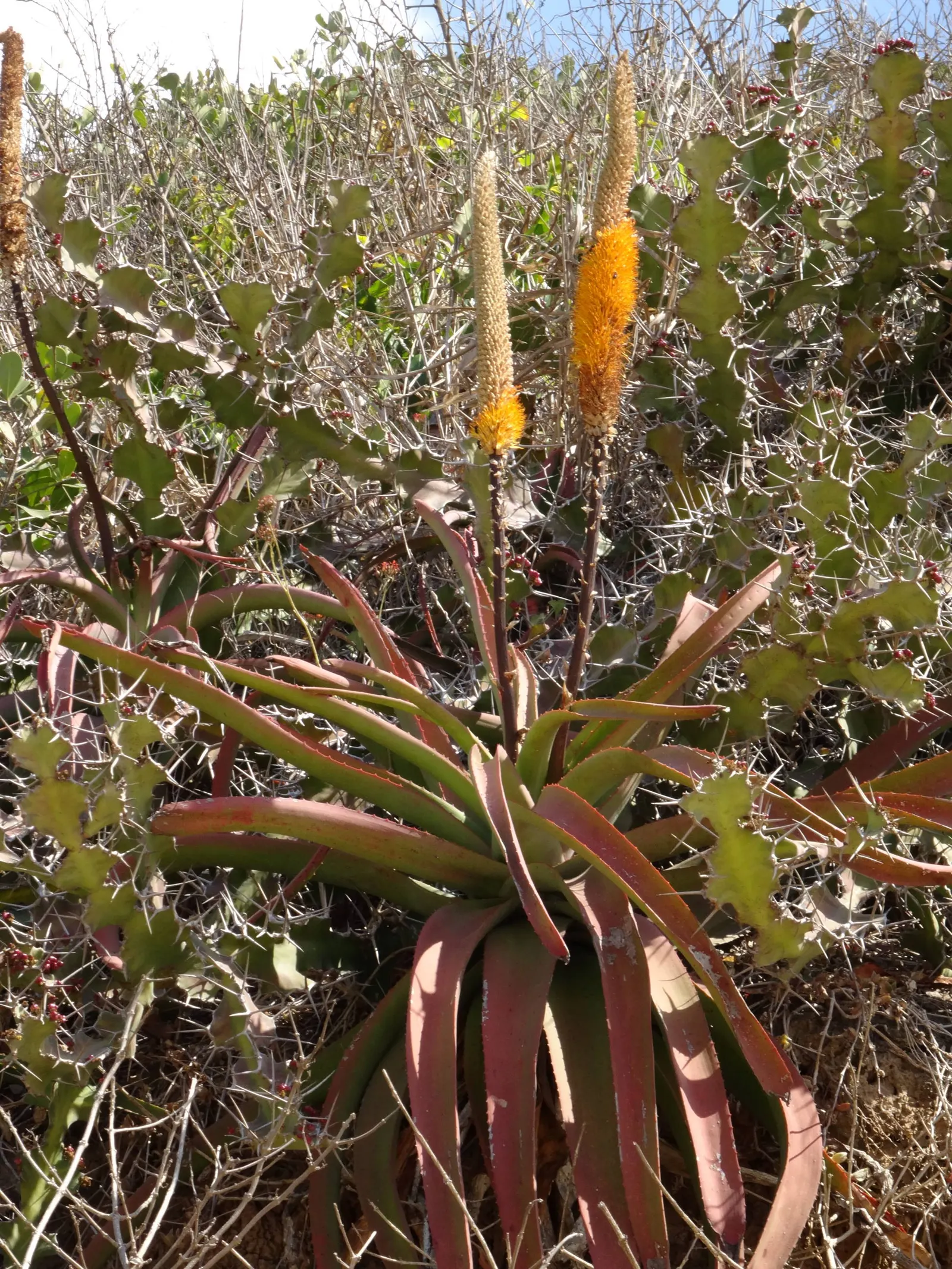 Bottle-Brush Aloe (Aloe Spicata) — this distinctive plant features a unique floral display and drought-tolerant nature; the inflorescence, which resembles a