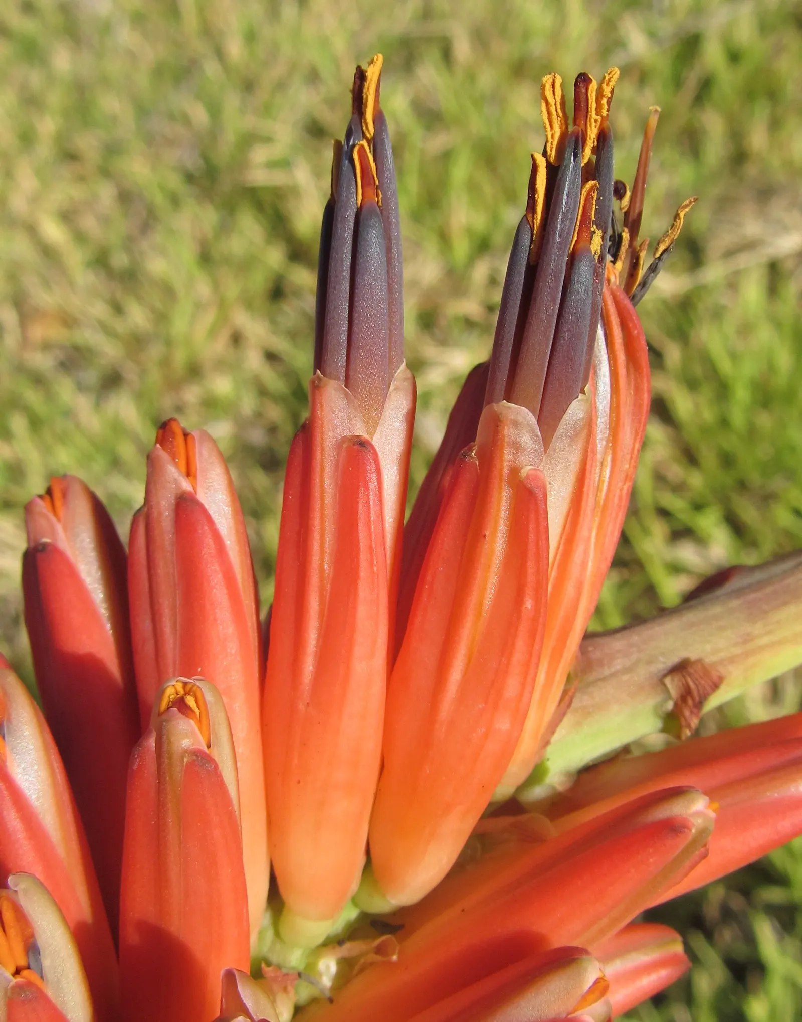 Bottle-Brush Aloe (Aloe Spicata) — this species of aloe produces a spectacular bloom; massed in succulent gardens