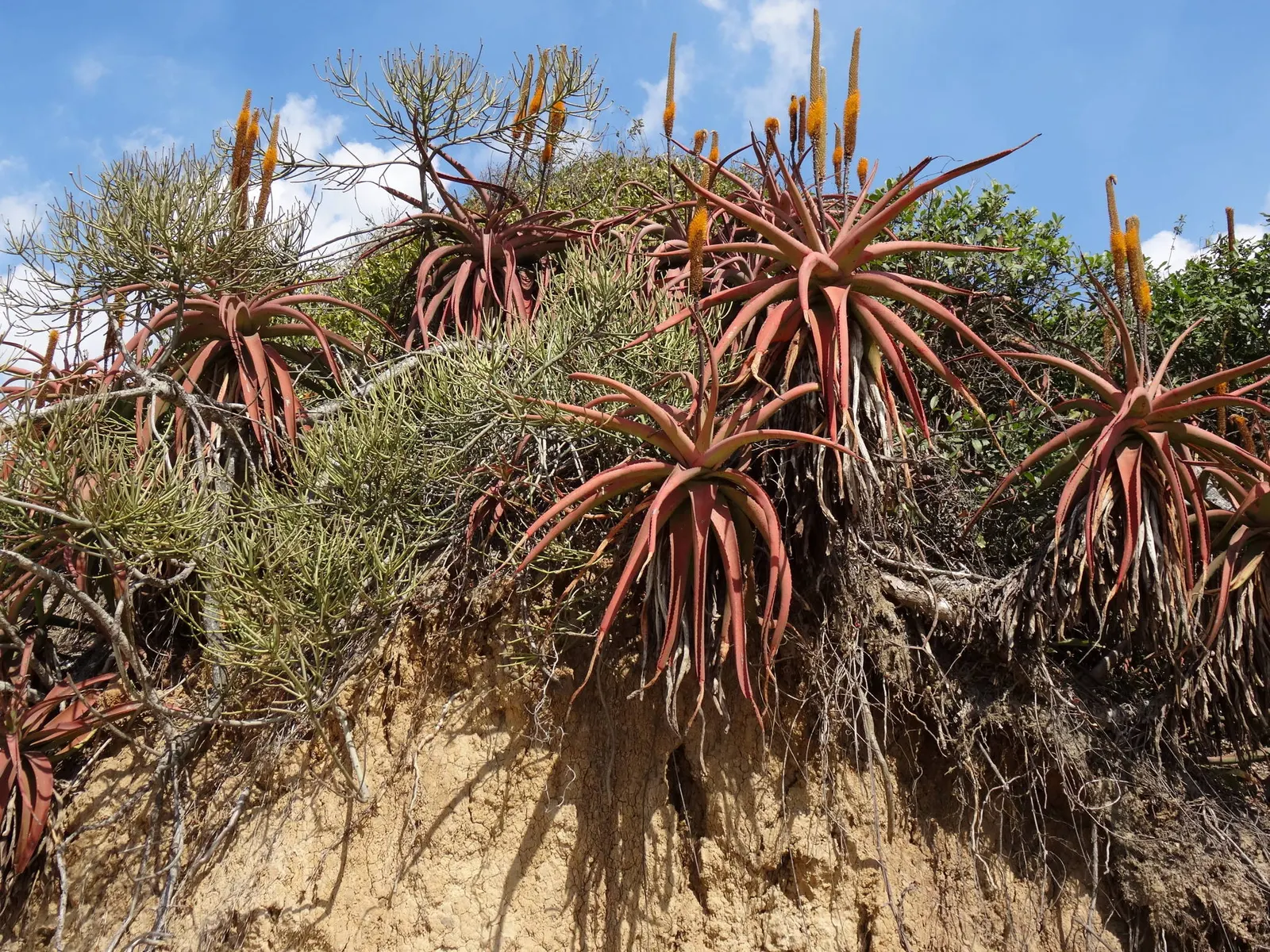 Bottle-Brush Aloe (Aloe Spicata) — this distinctive plant features a unique floral display and drought-tolerant nature