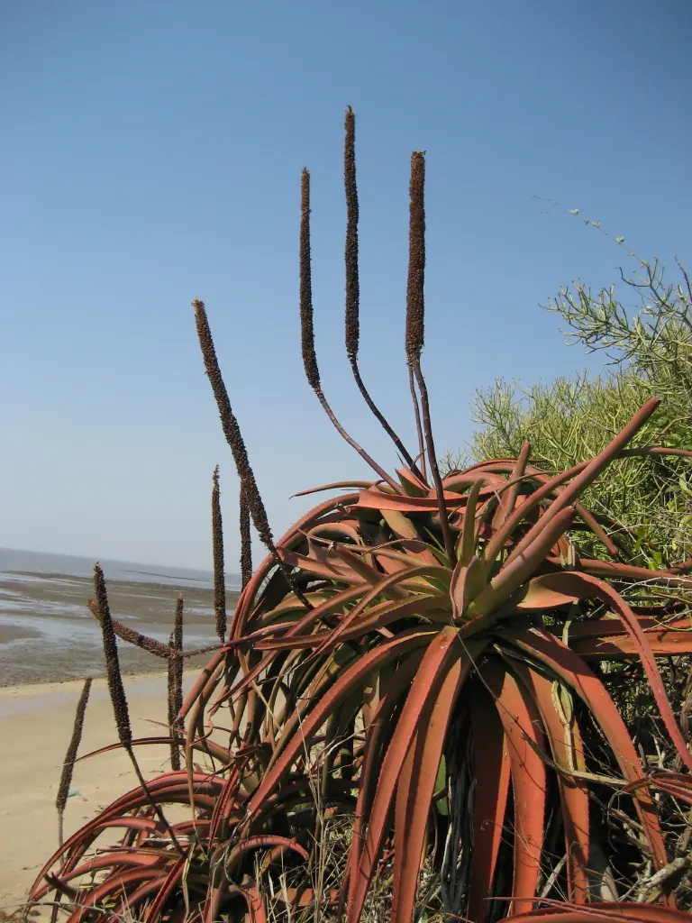 Bottle-Brush Aloe (Aloe Spicata) — is a succulent boasting a tall