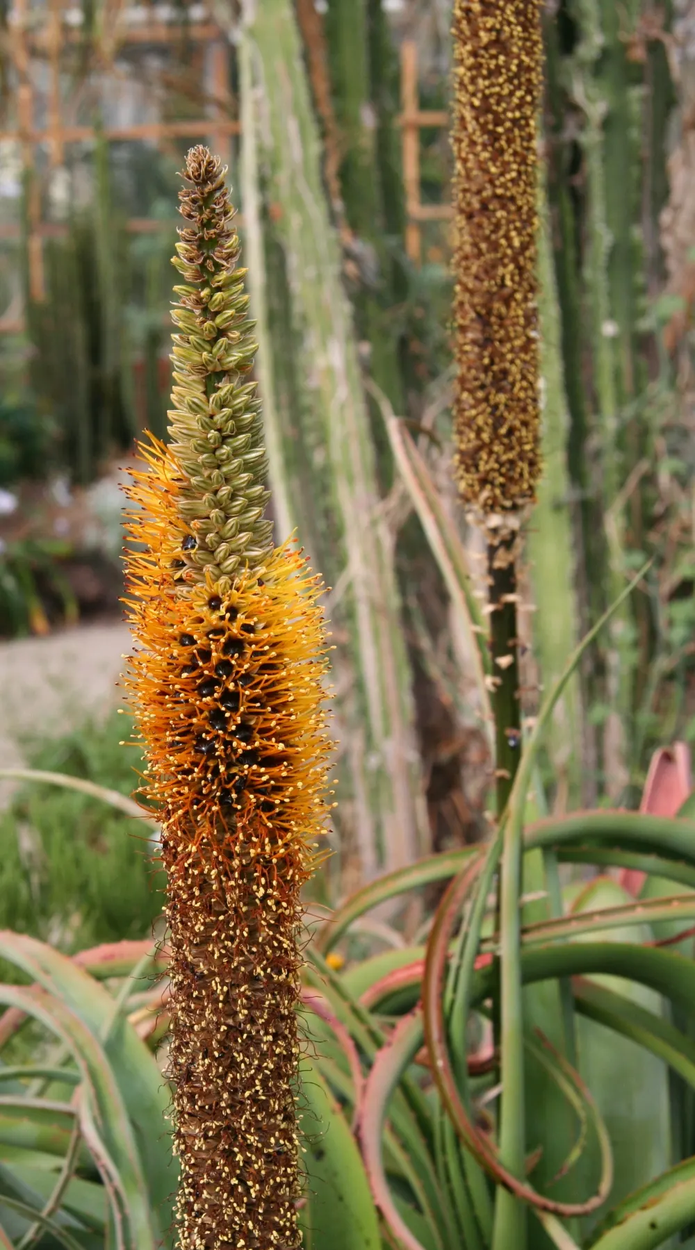 Bottle-Brush Aloe (Aloe Spicata) — it requires minimal watering once established