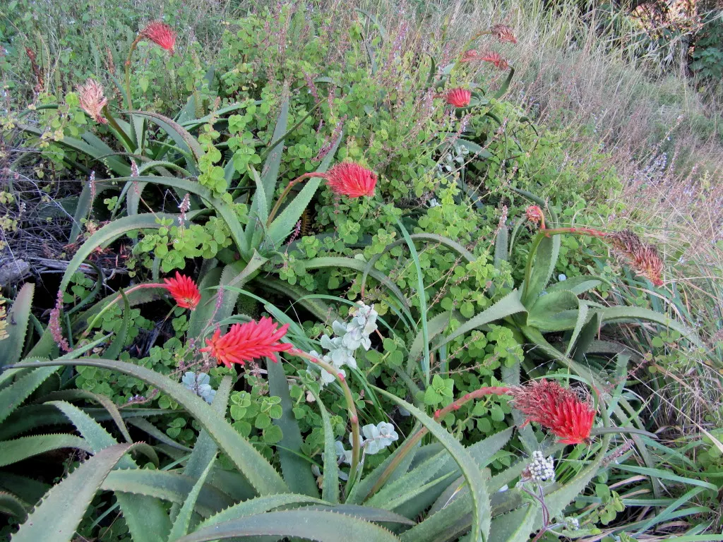 Bottle-Brush Aloe (Aloe Spicata) — the Aloe spicata forms a robust rosette of long; orange flowers in the garden