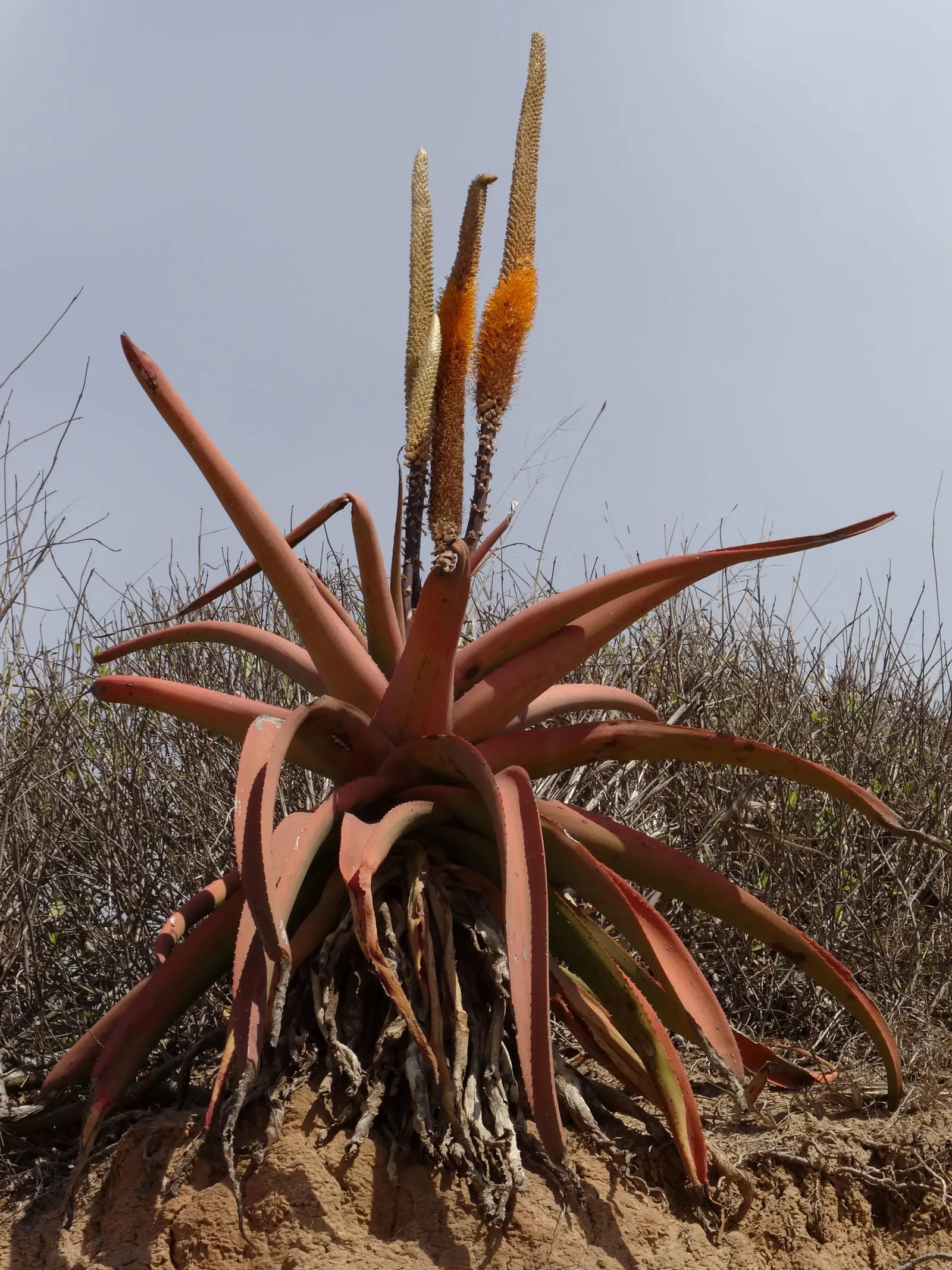 Bottle-Brush Aloe (Aloe Spicata) — striking flower spike of tubular red blossoms reaching up to 3 feet high; reaching up to 2 feet in length and 4 to 5 inches