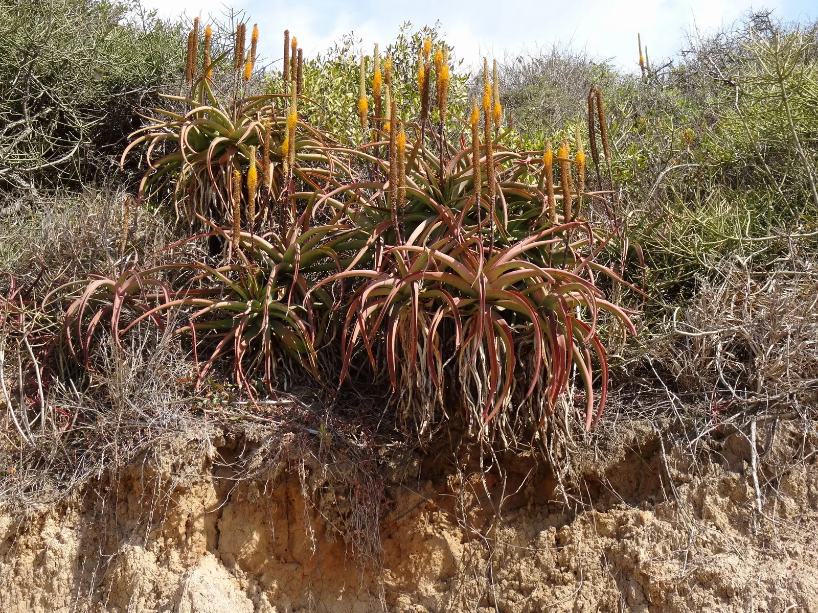 Bottle-Brush Aloe (Aloe Spicata) — providing a striking texture to the plant profile.<br><br>From late winter through early spring