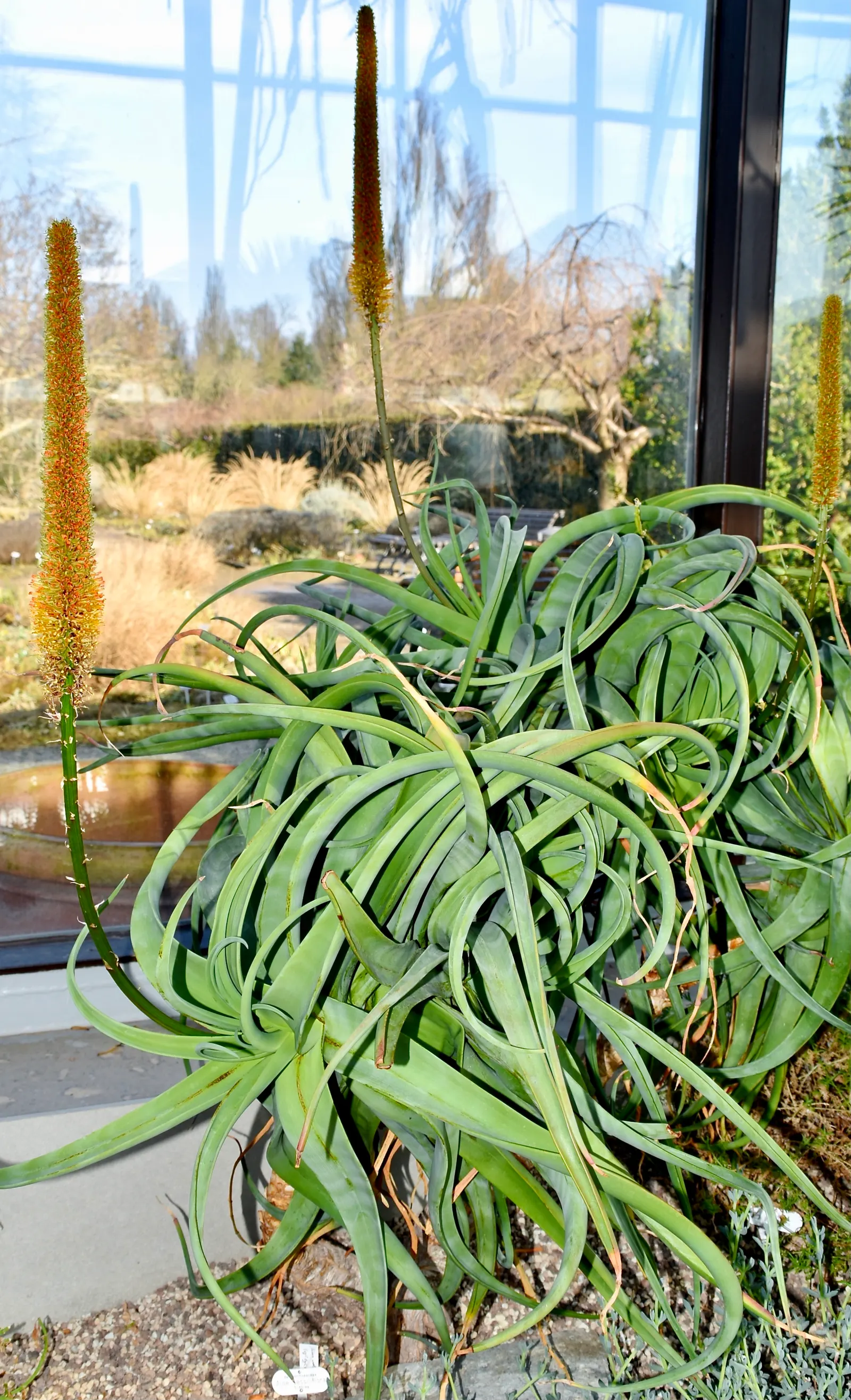 Bottle-Brush Aloe (Aloe Spicata) — reaching up to 2 feet in length and 4 to 5 inches wide