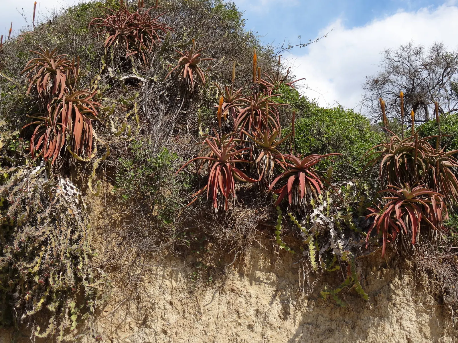 Bottle-Brush Aloe (Aloe Spicata) — ensuring a low-maintenance yet visually stunning addition to any arid garden landscape; exemplifying its suitability for
