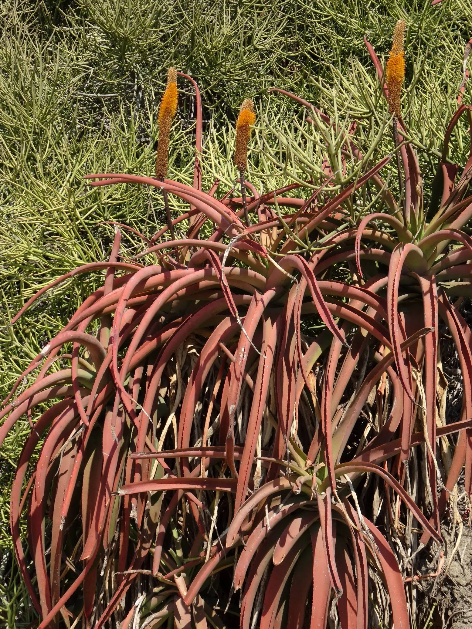 Bottle-Brush Aloe (Aloe Spicata) — Native to Southern Africa