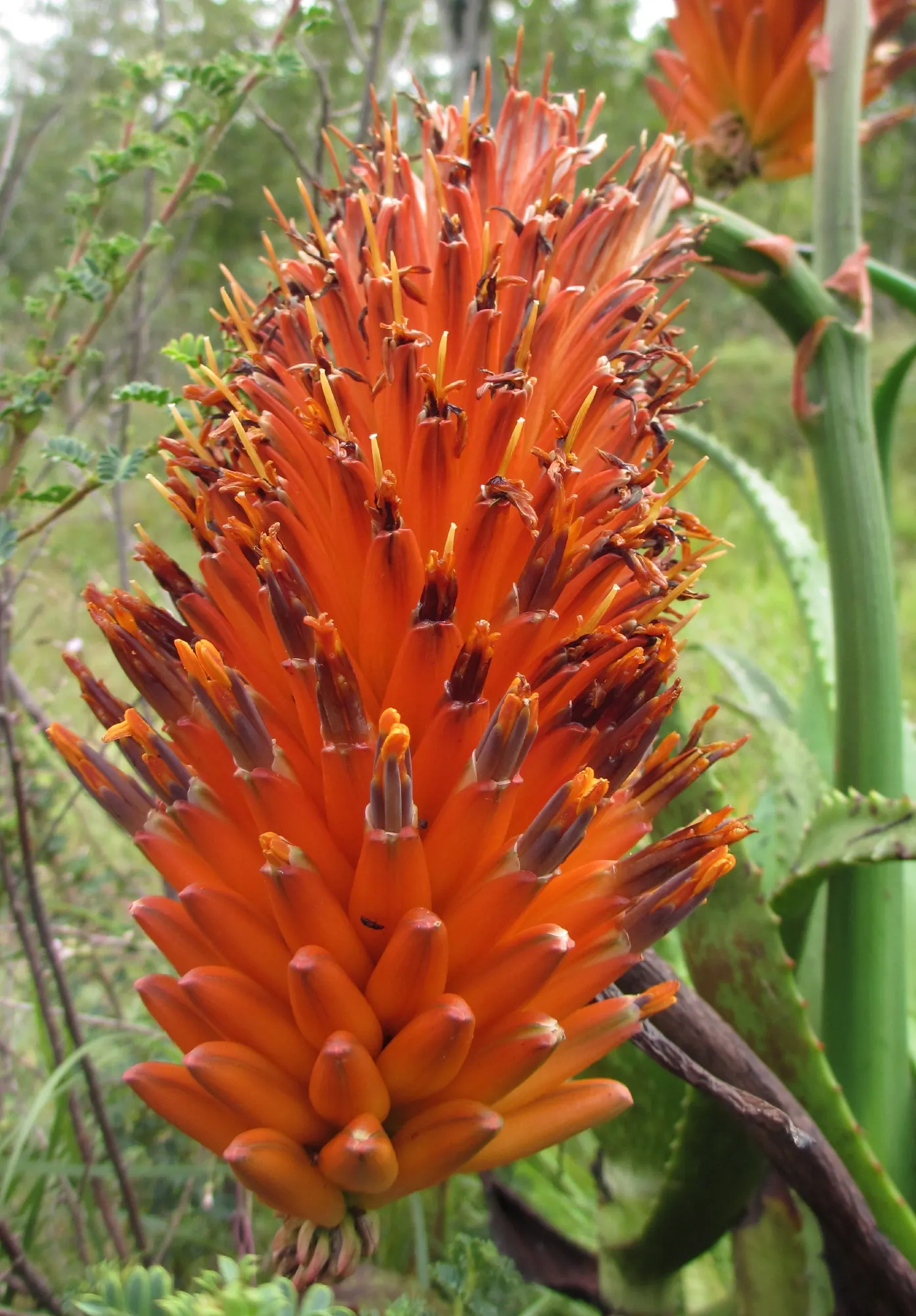 Bottle-Brush Aloe (Aloe Spicata) — succulent for full