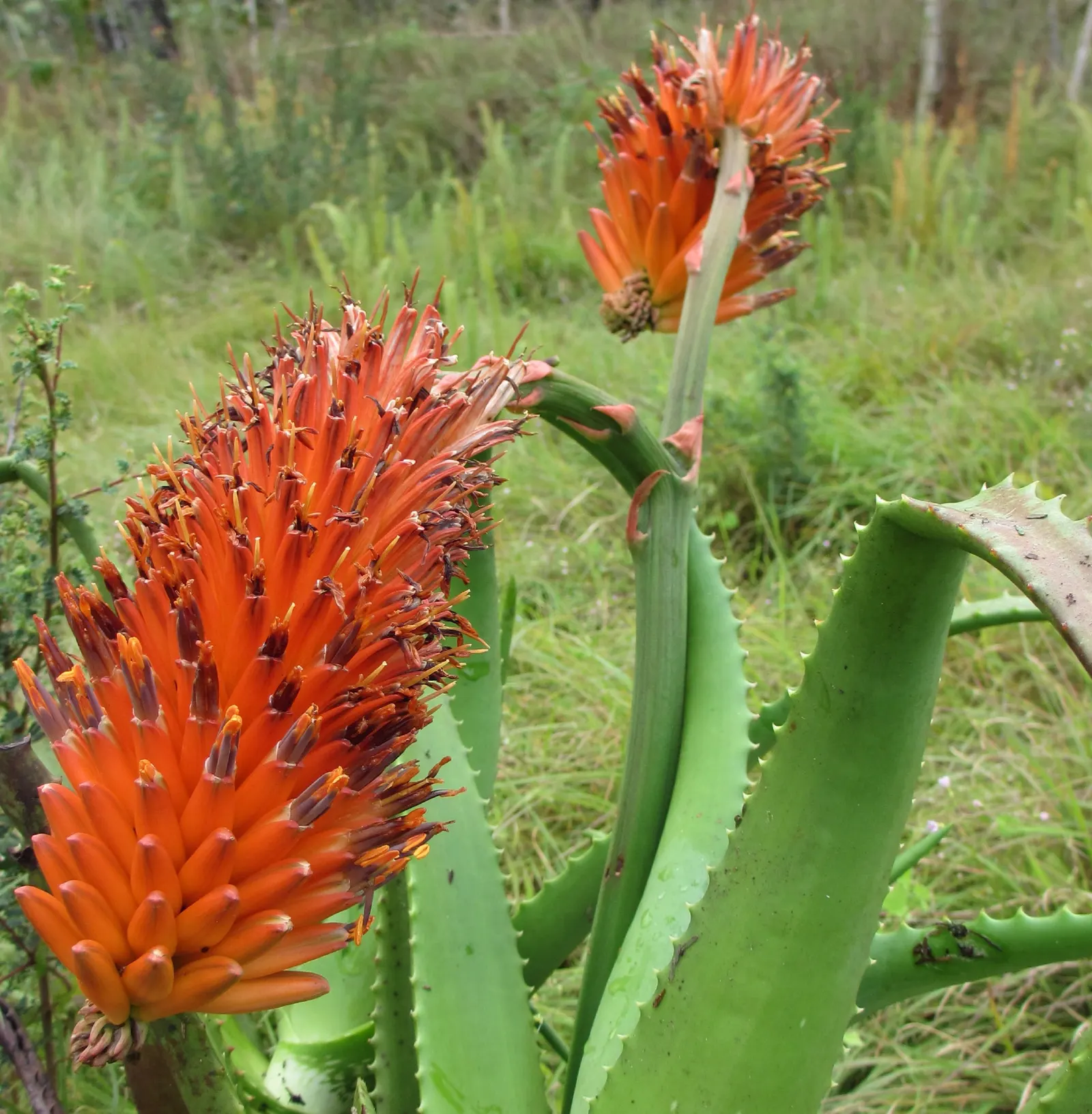 Bottle-Brush Aloe (Aloe Spicata) — is an attractive and resilient succulent that brings an exotic flair to any landscape design; succulent for full