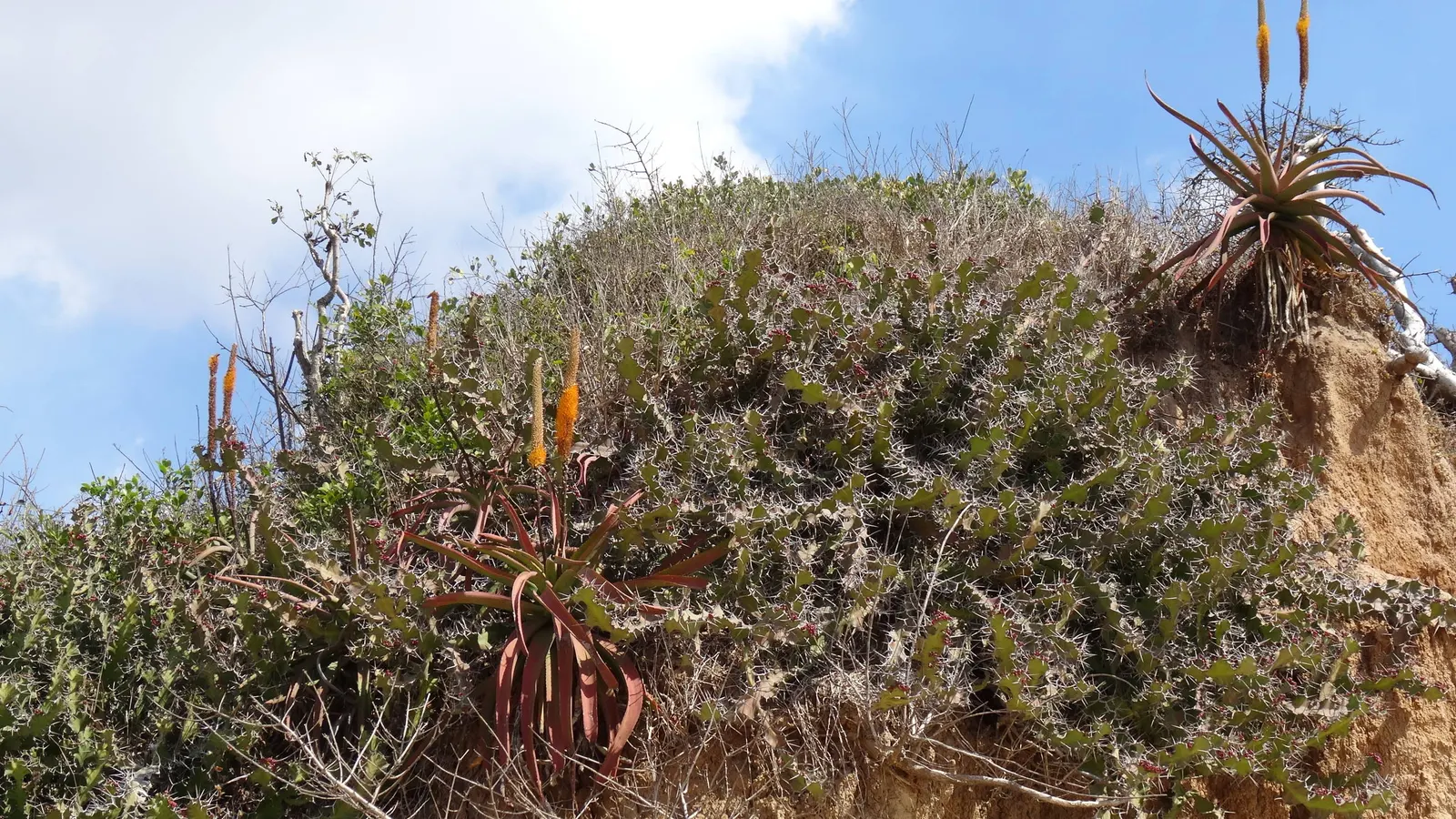 Bottle-Brush Aloe (Aloe Spicata) — providing a striking texture to the plant profile.<br><br>From late winter through early spring, image 35